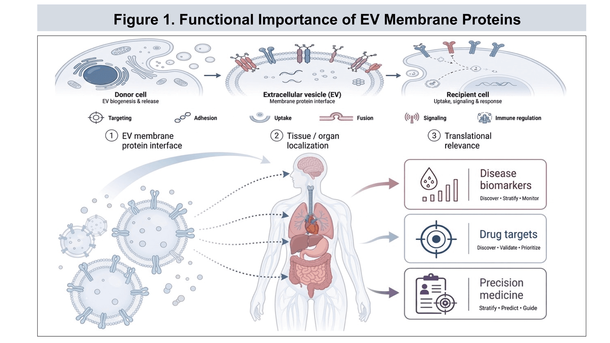 The EV membrane protein landscape