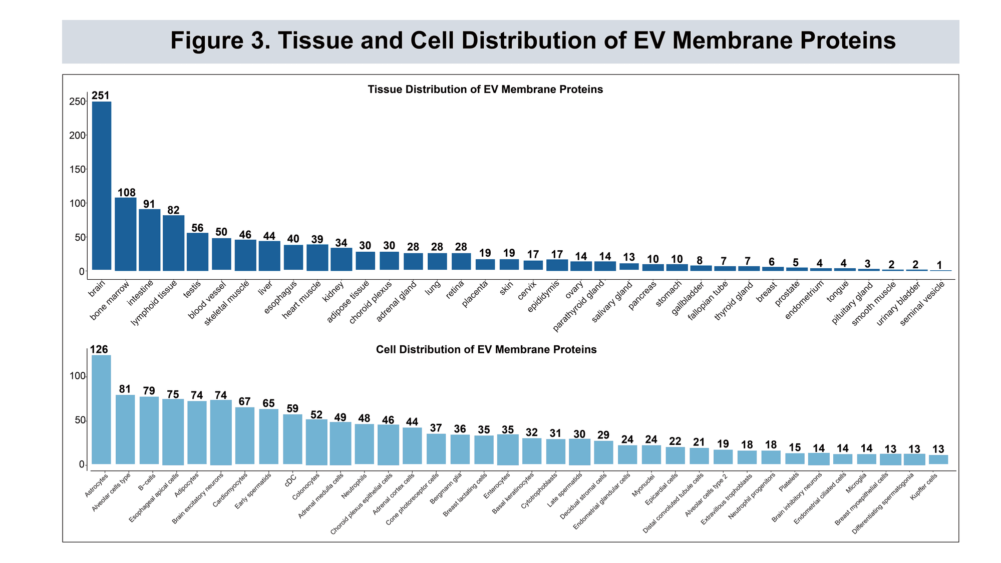 EV protein tissue and cell distribution