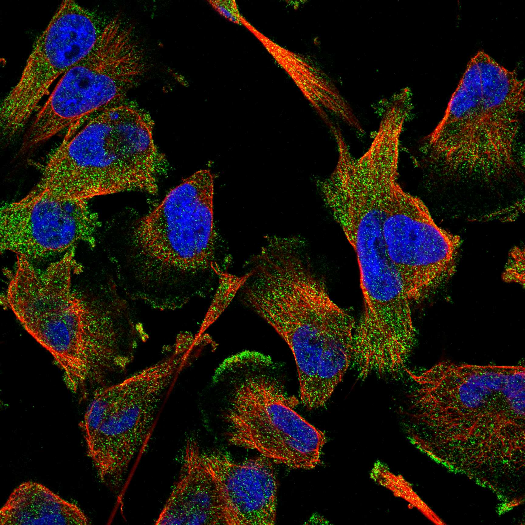 AAK1 fluorescence
