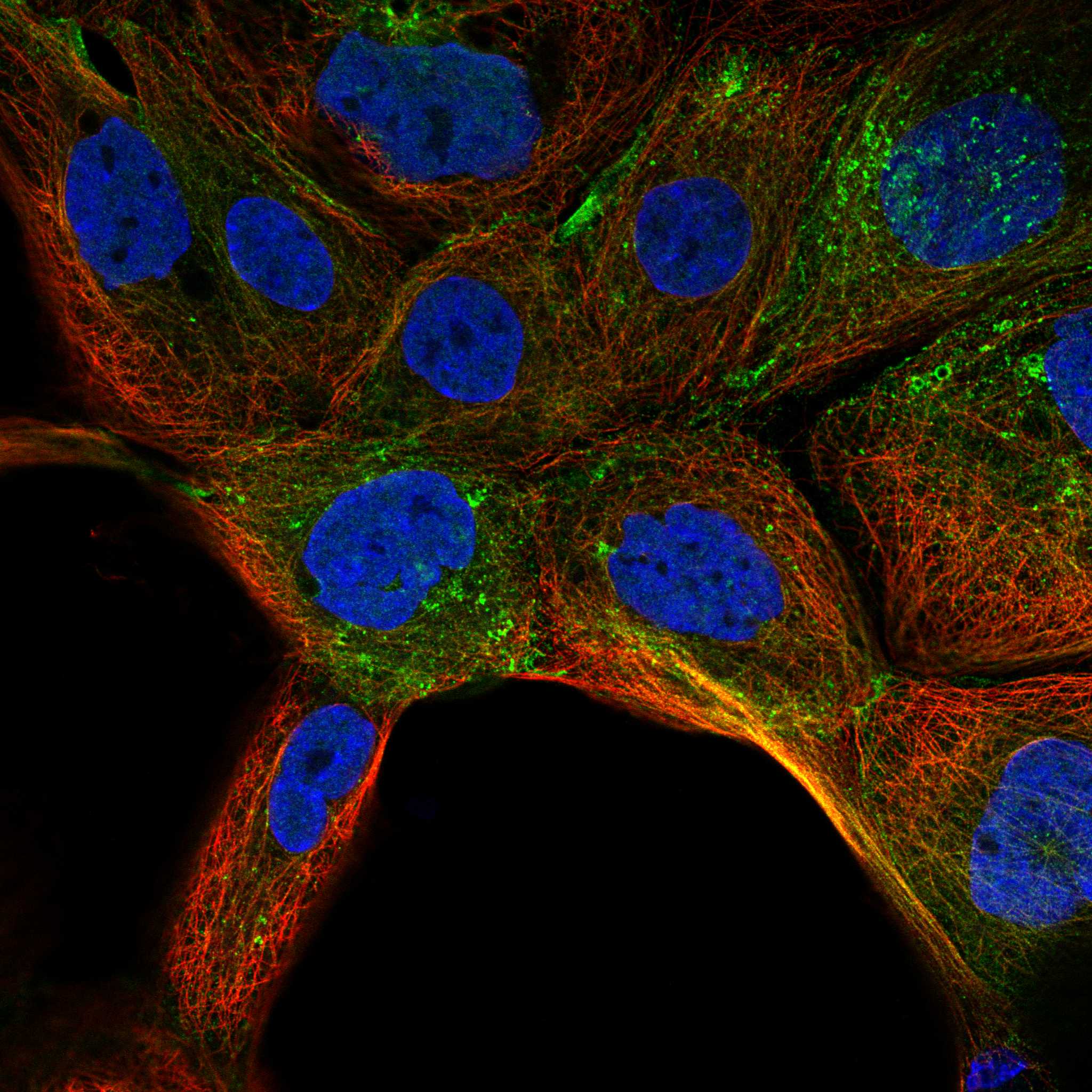 AAMP fluorescence