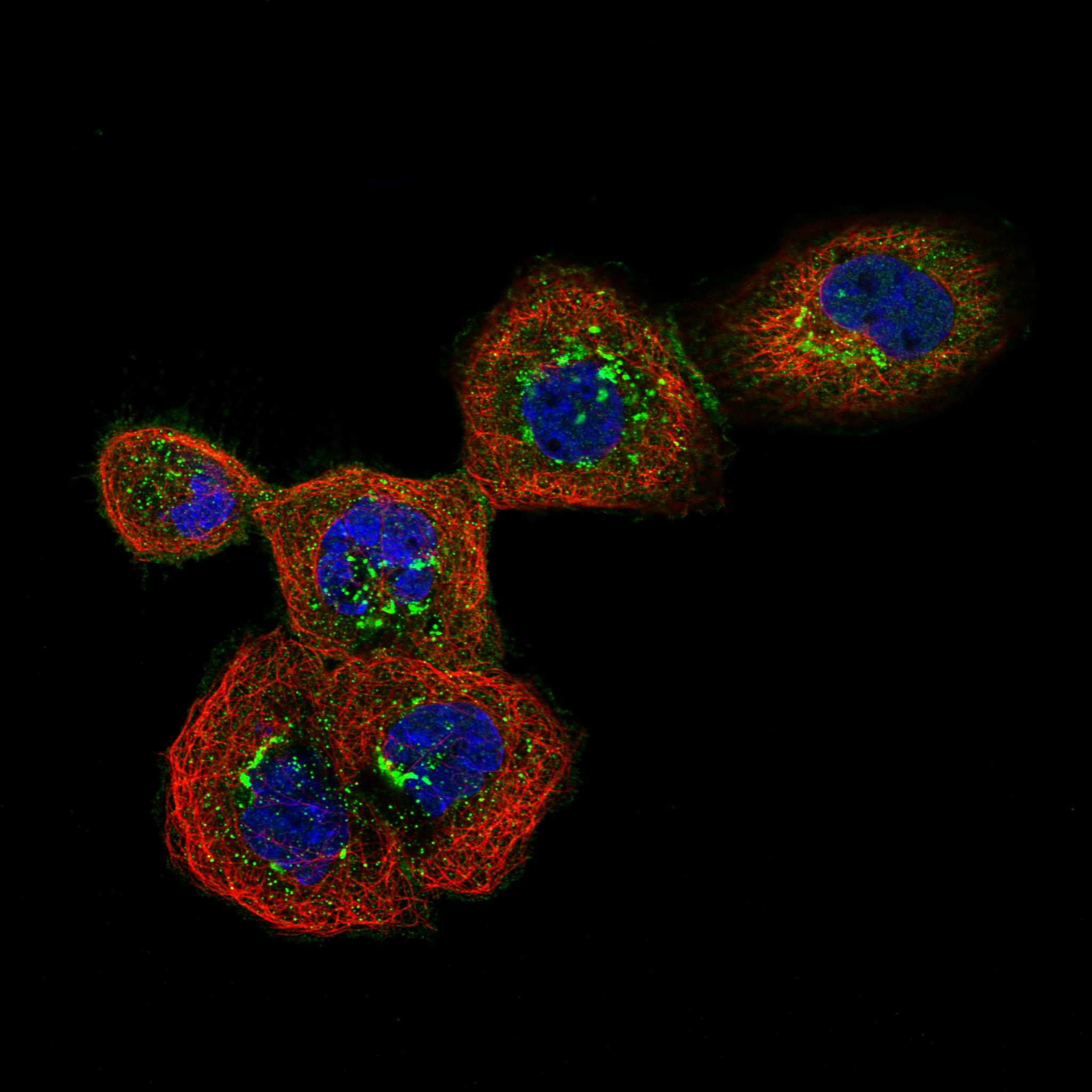 ABCA7 fluorescence