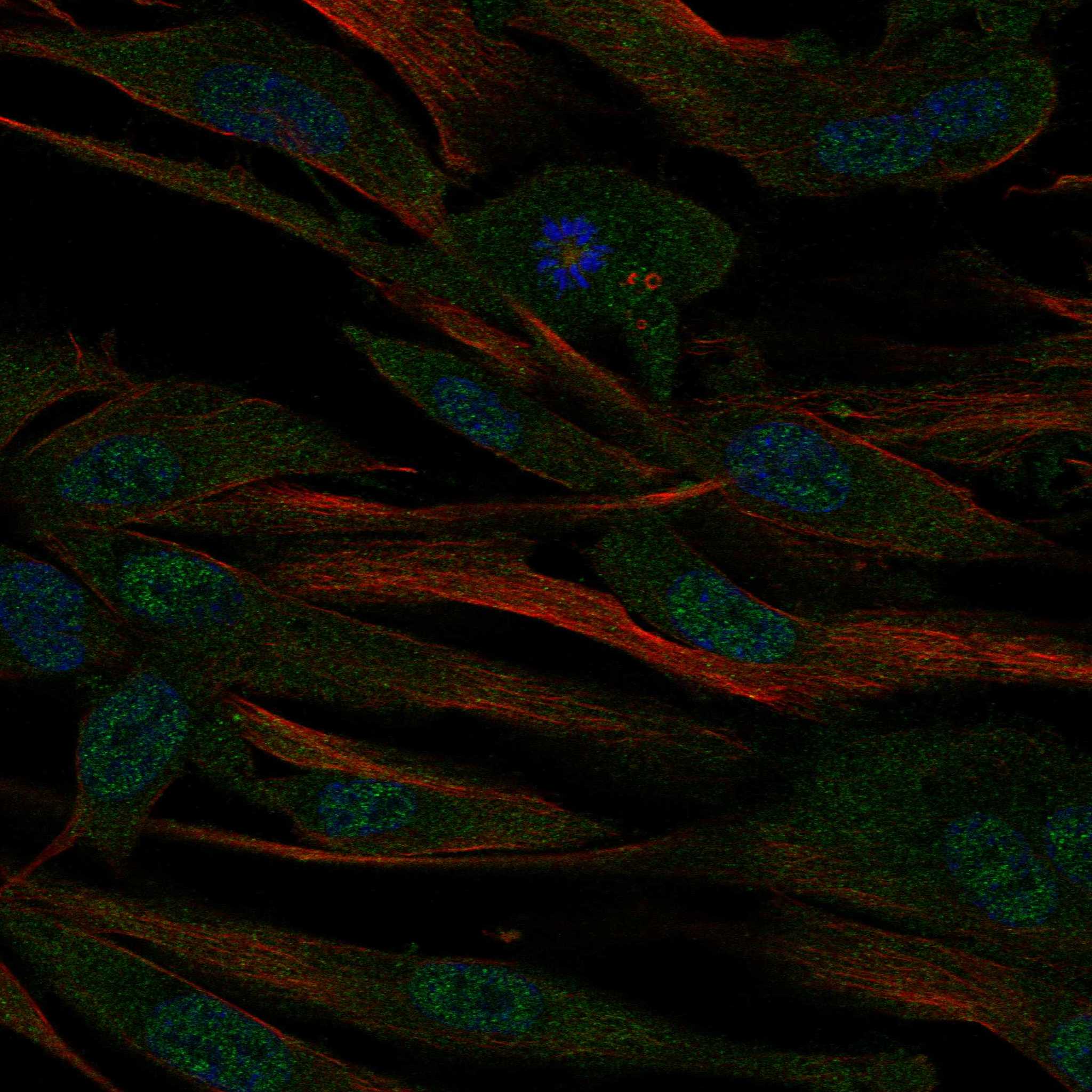 ABCA8 fluorescence