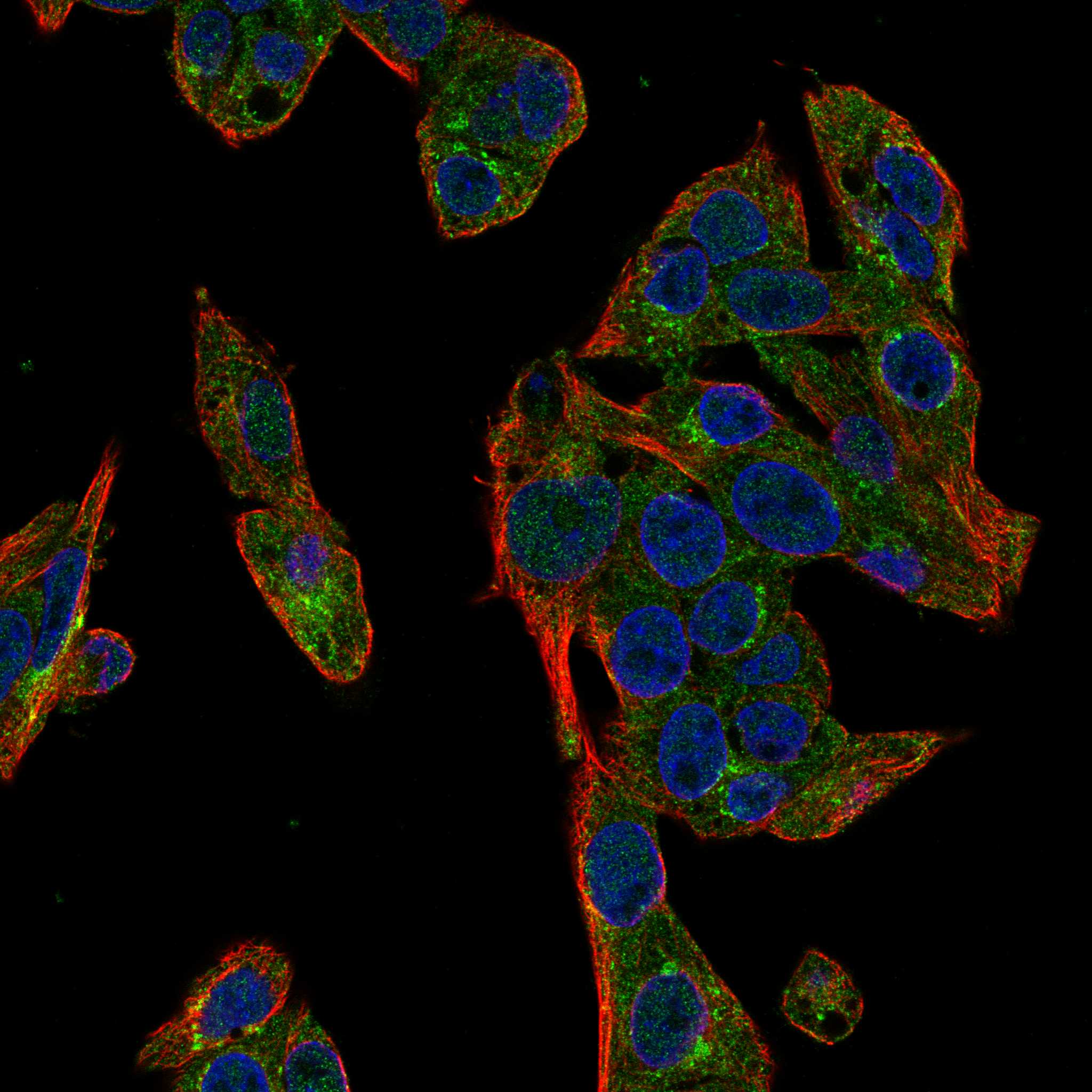 ABCB6 fluorescence