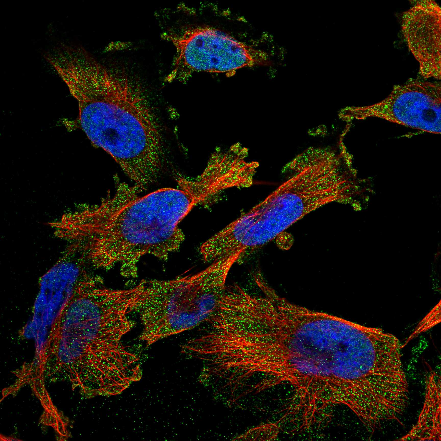 ABCC9 fluorescence