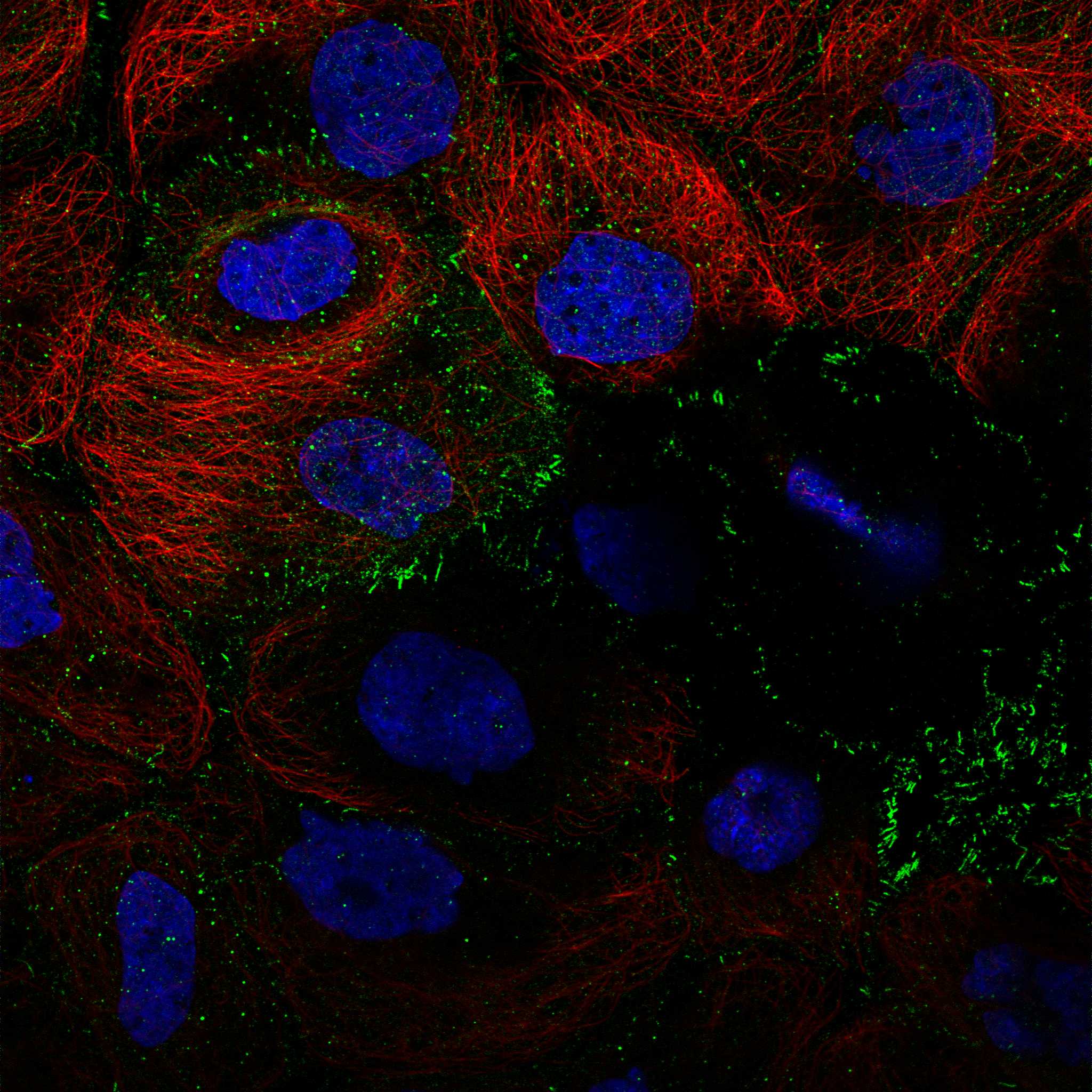 ABCG2 fluorescence