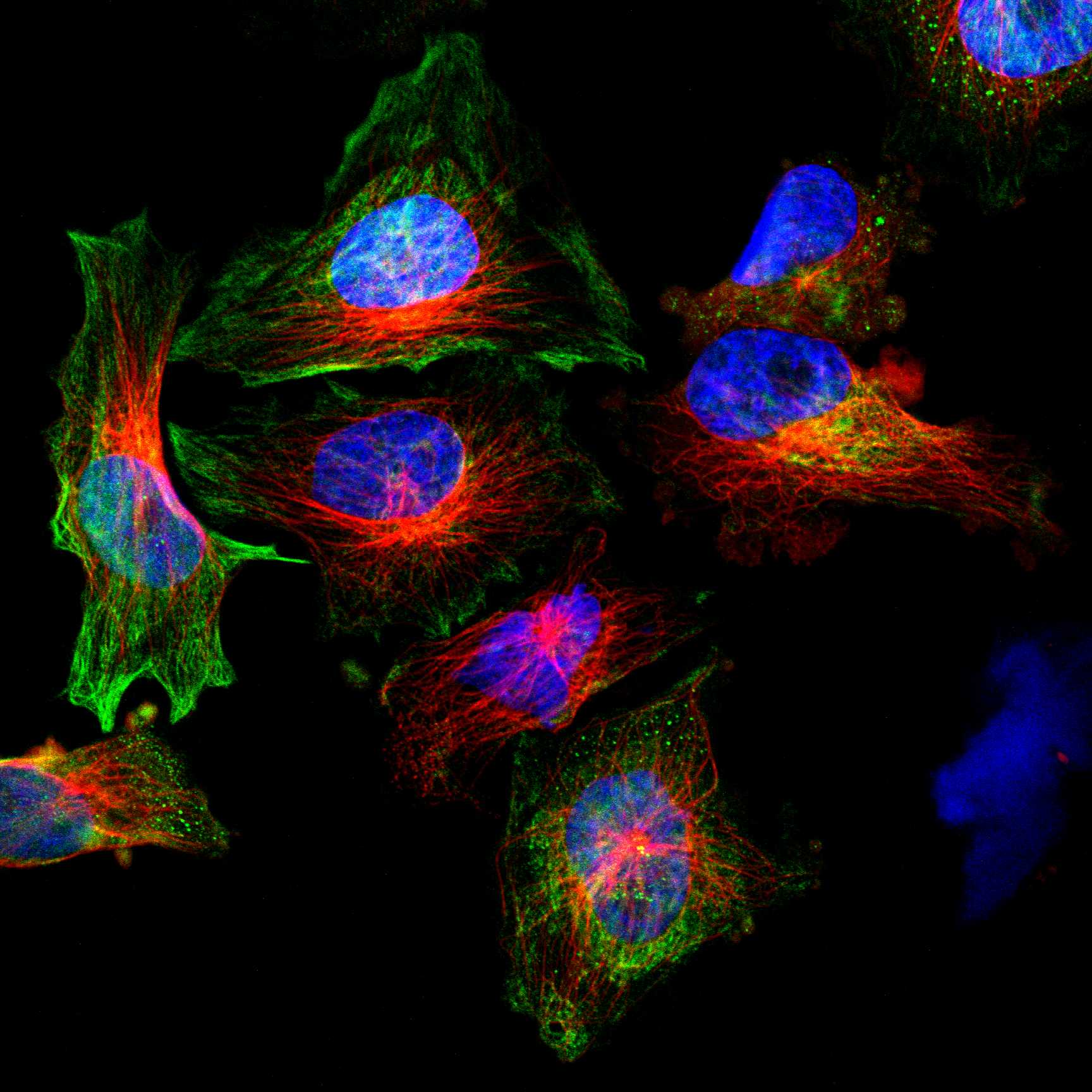 ABHD3 fluorescence