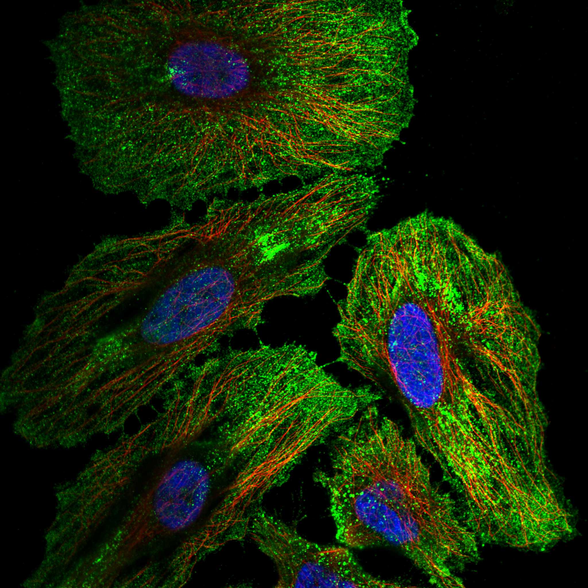 ACKR3 fluorescence