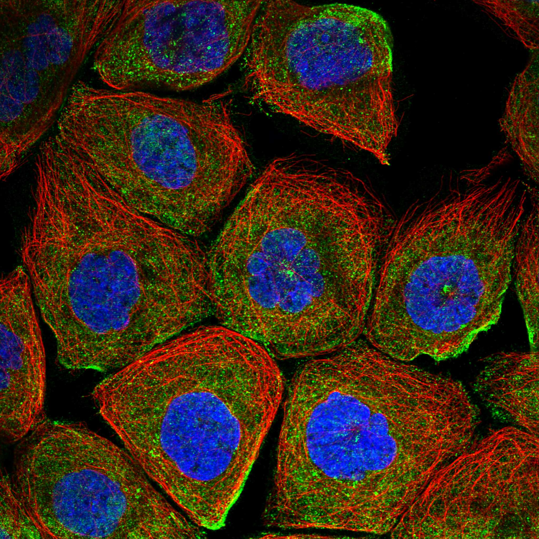ACOT9 fluorescence
