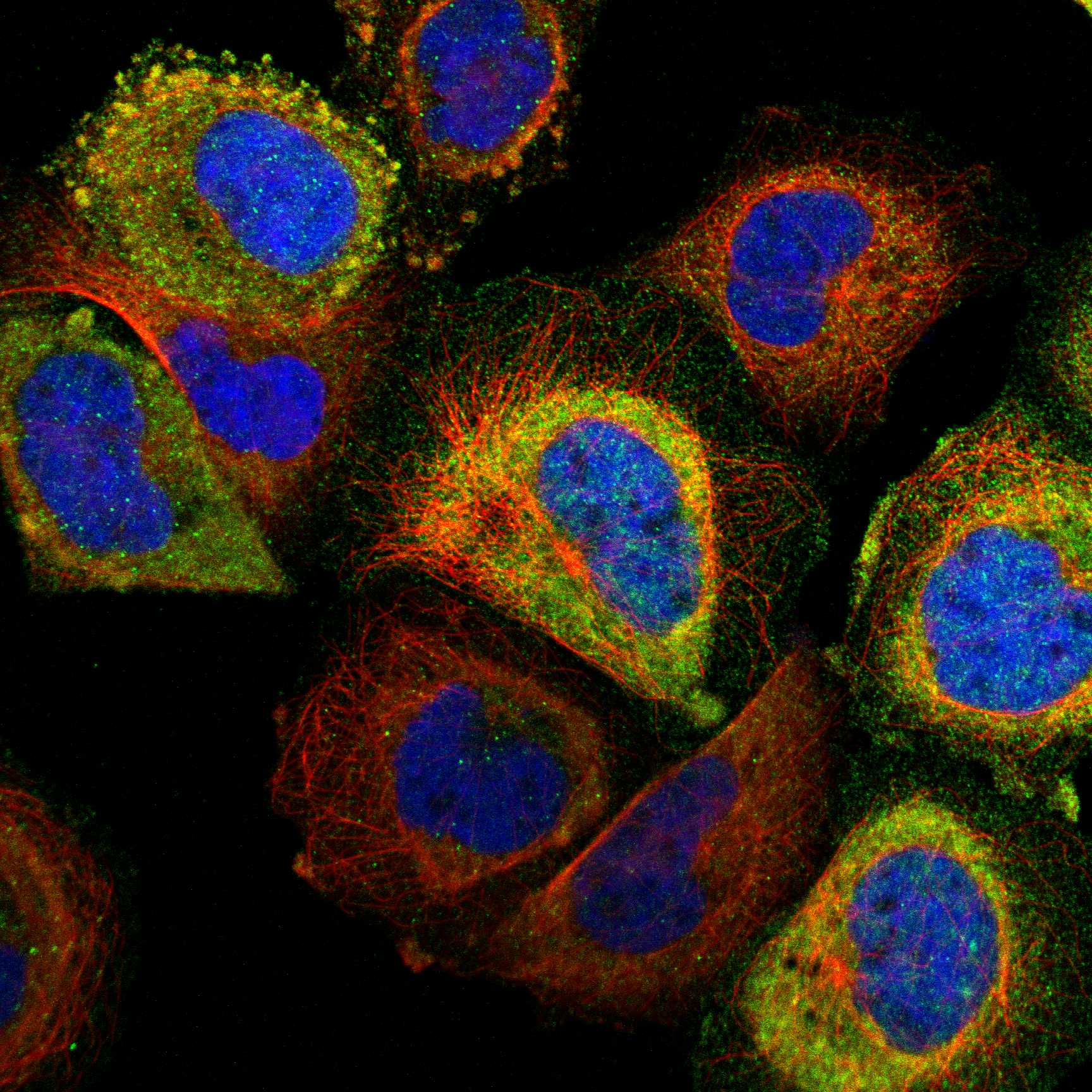 ADAP1 fluorescence