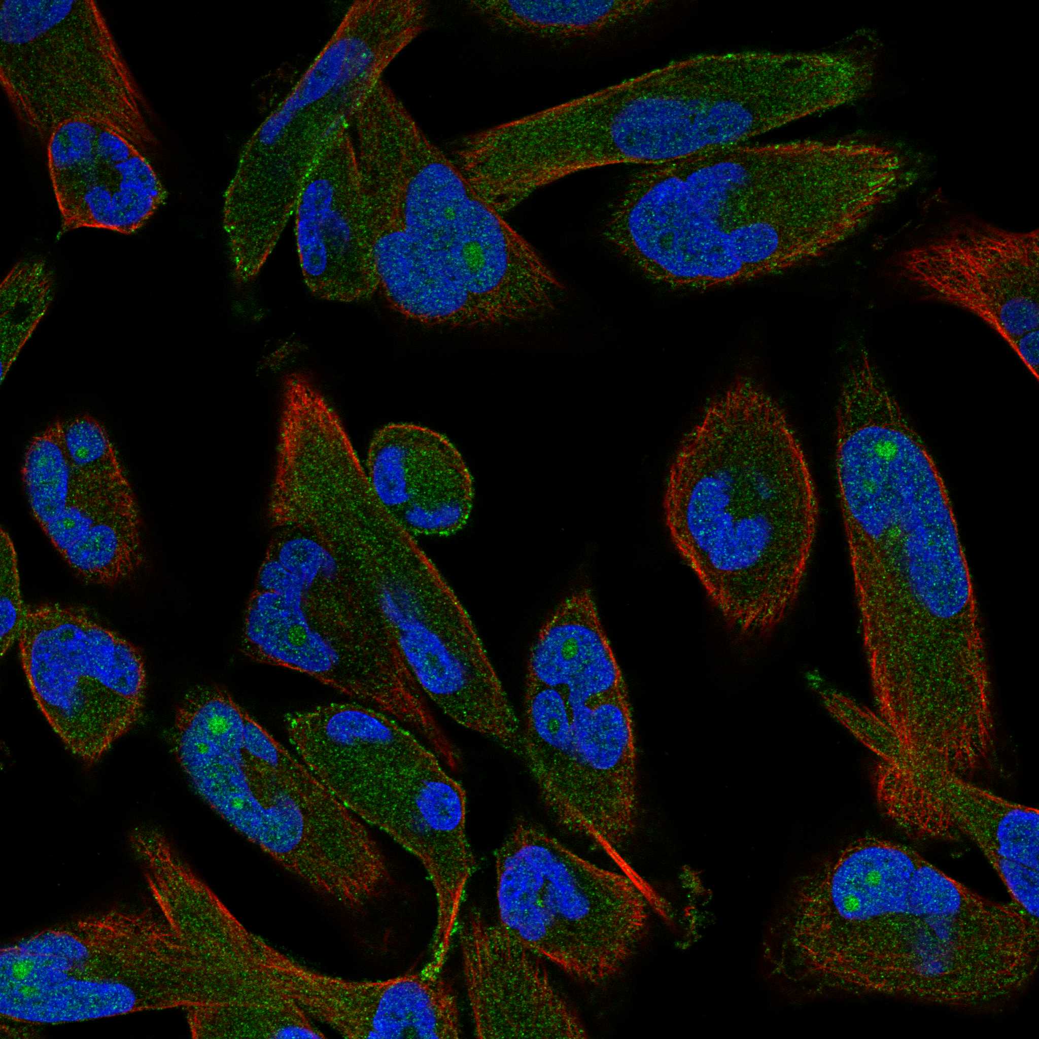 ADCY3 fluorescence