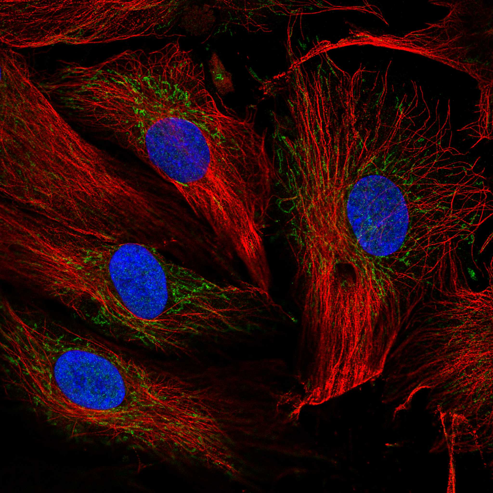 ADCY4 fluorescence