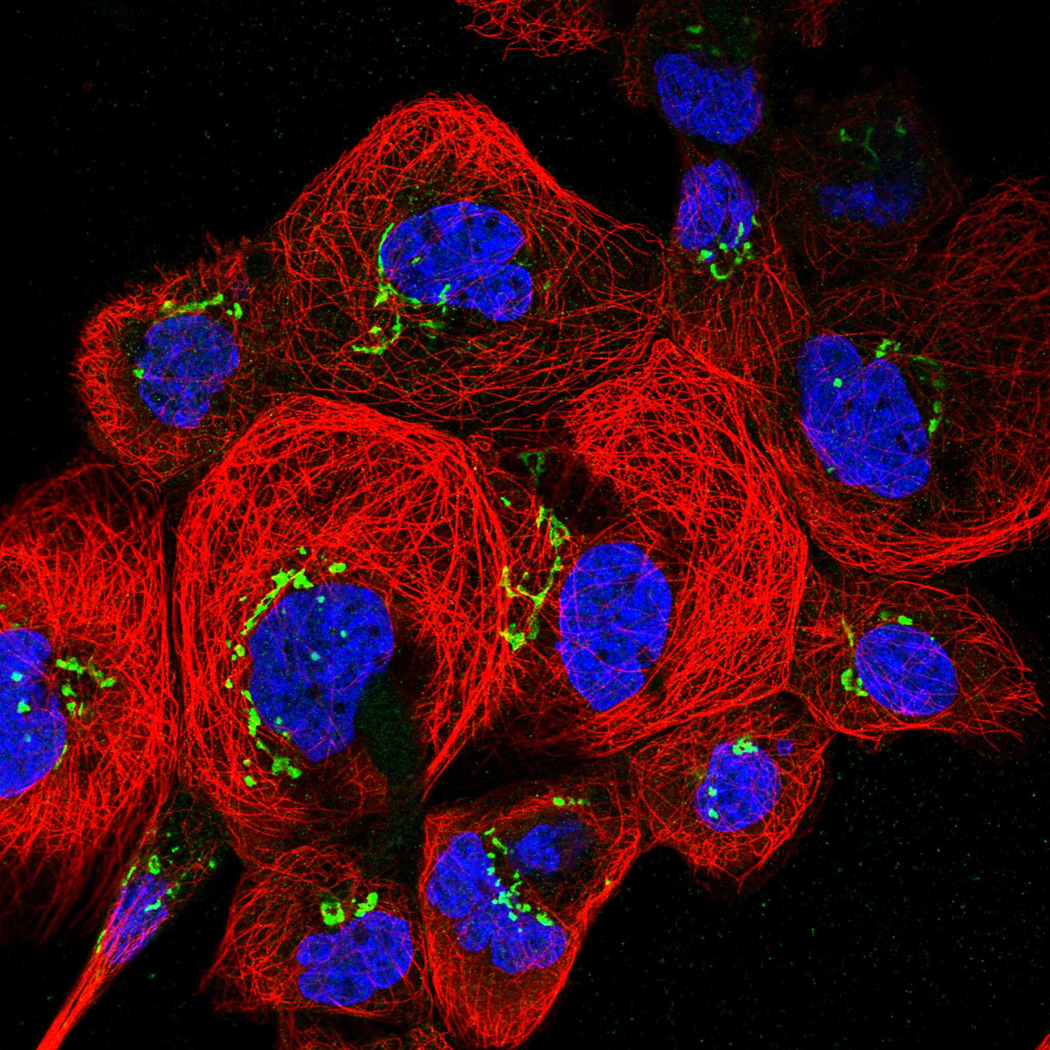 ADCY6 fluorescence