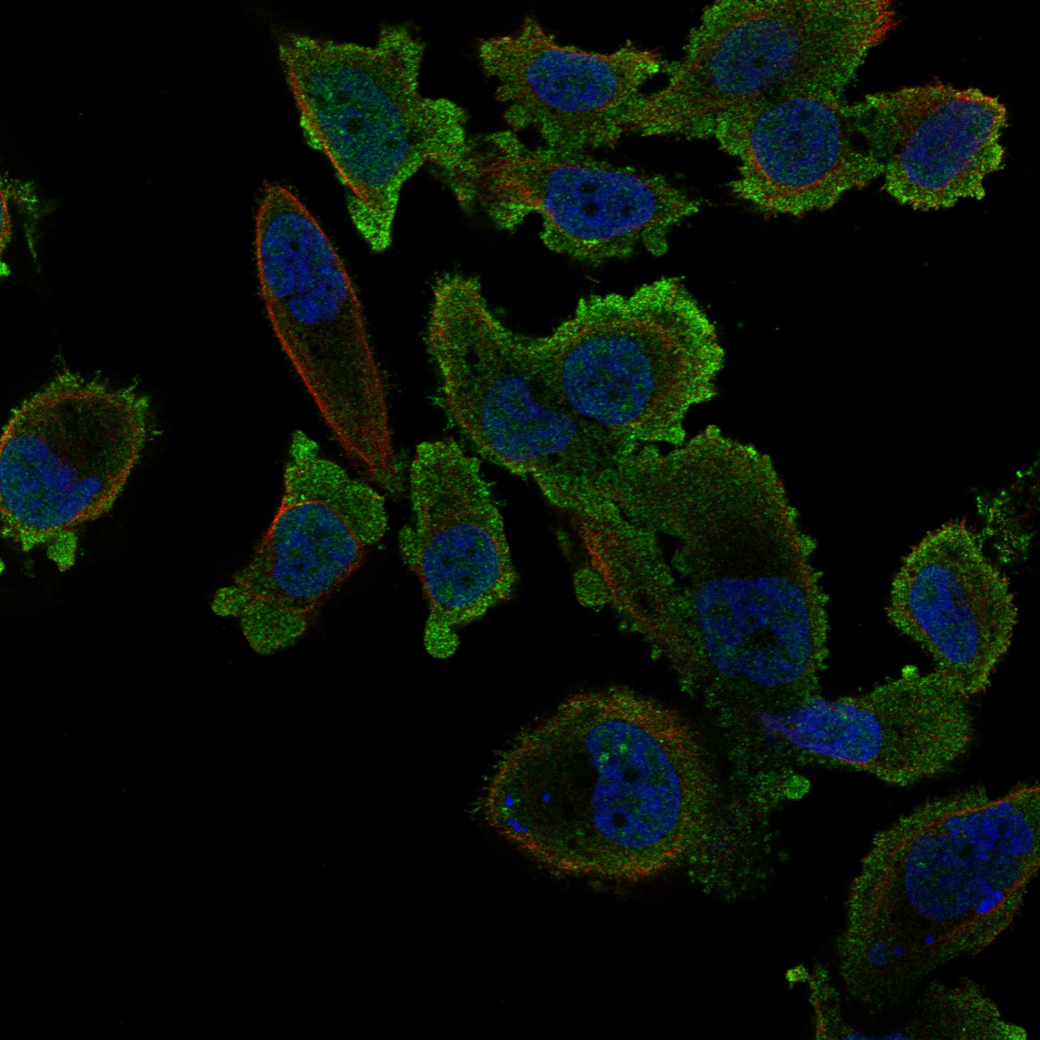ADCY7 fluorescence