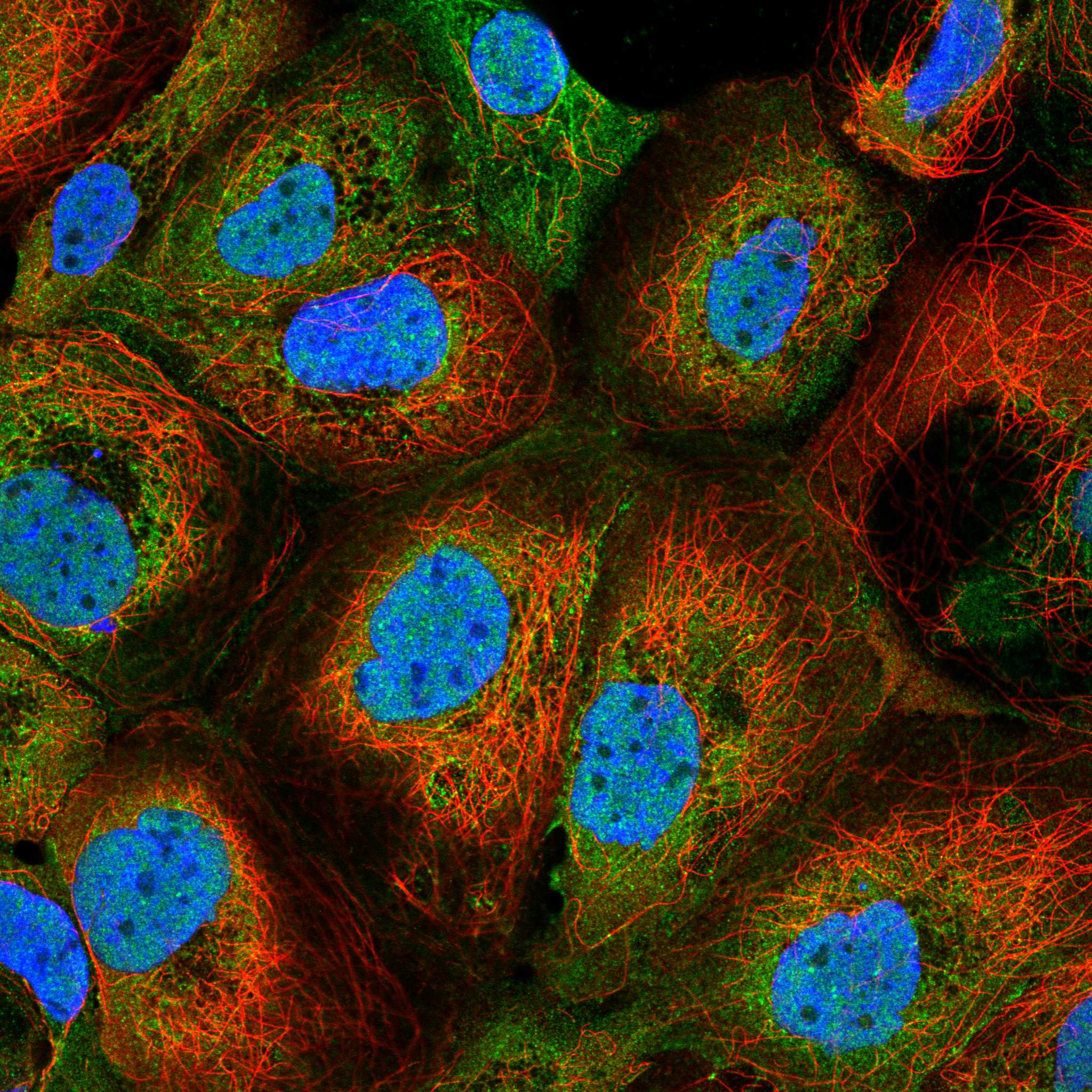 ADCY8 fluorescence