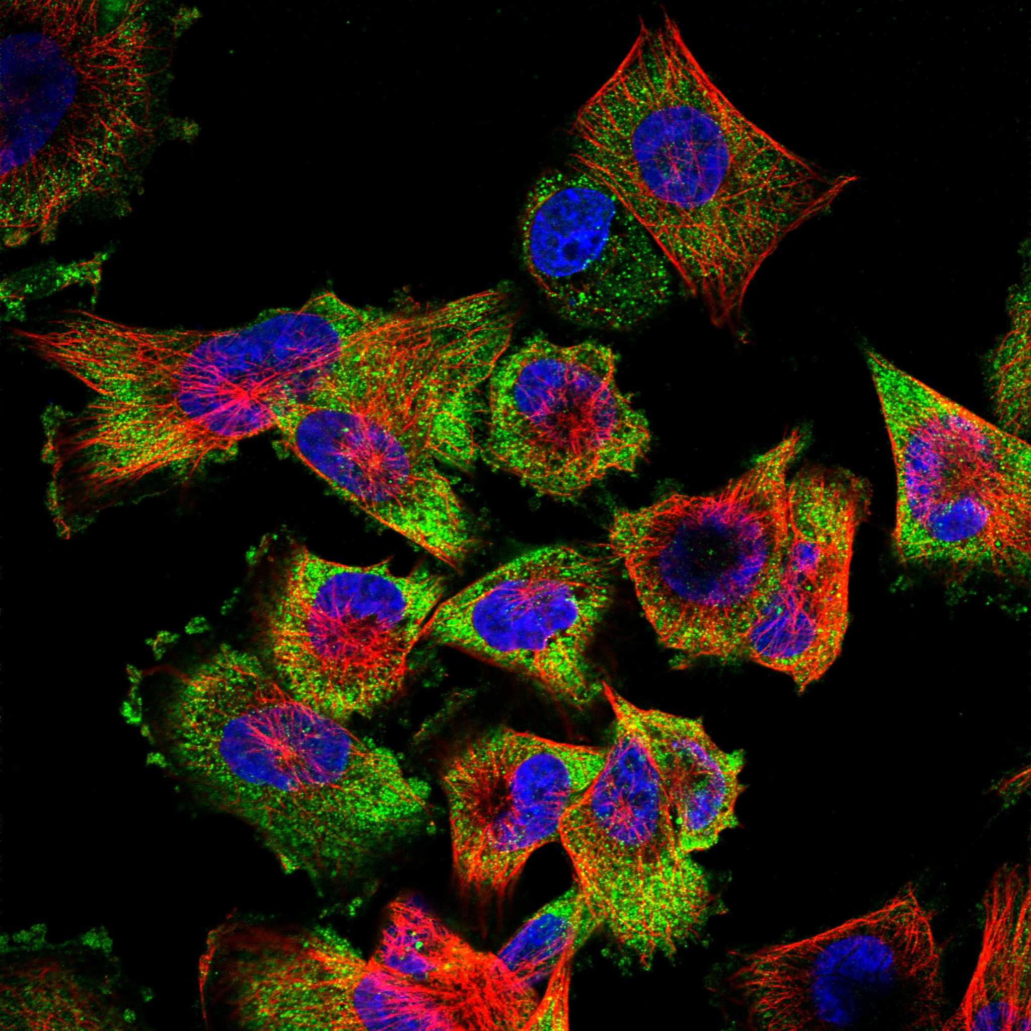 ADCY9 fluorescence