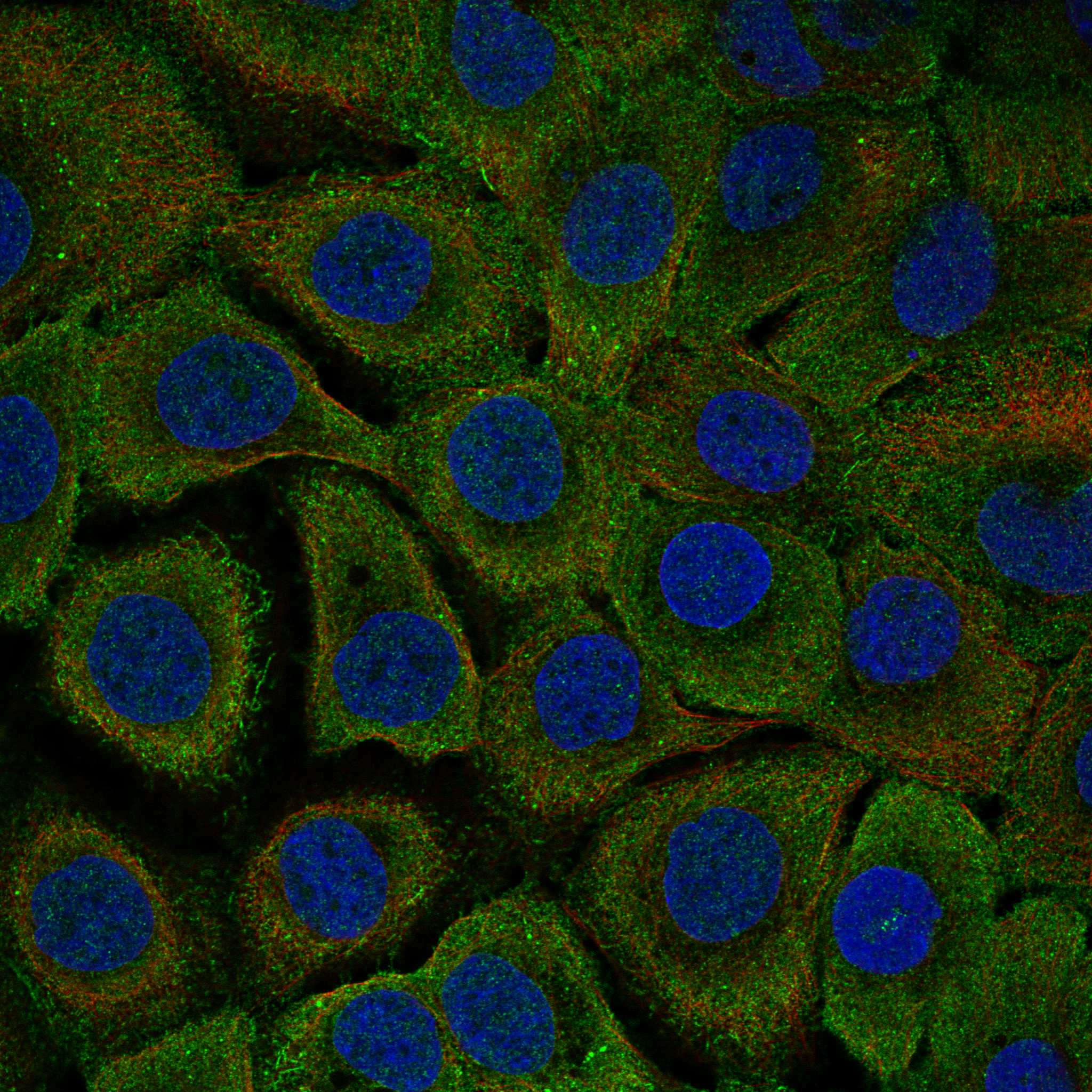 ADH7 fluorescence