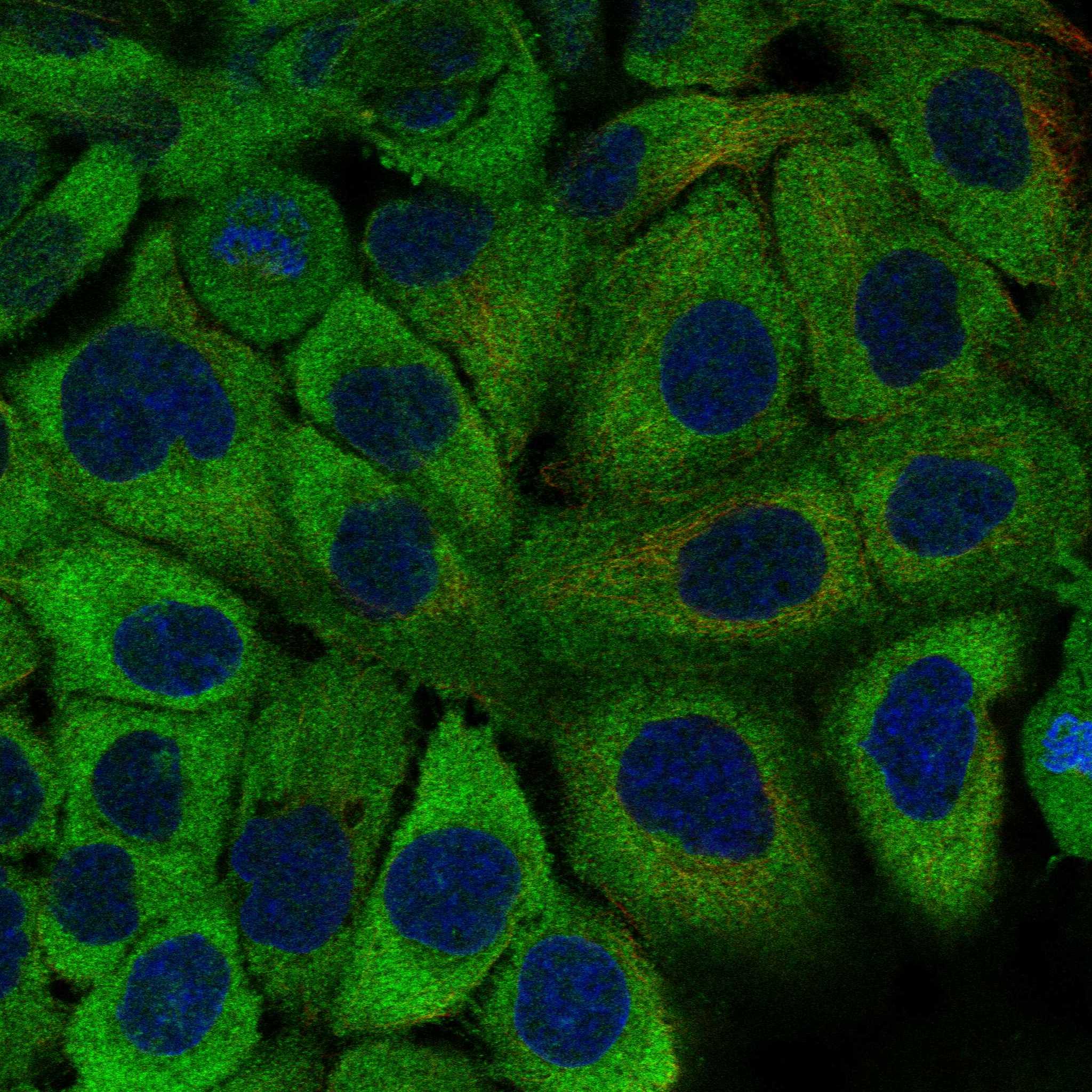 ADRB2 fluorescence