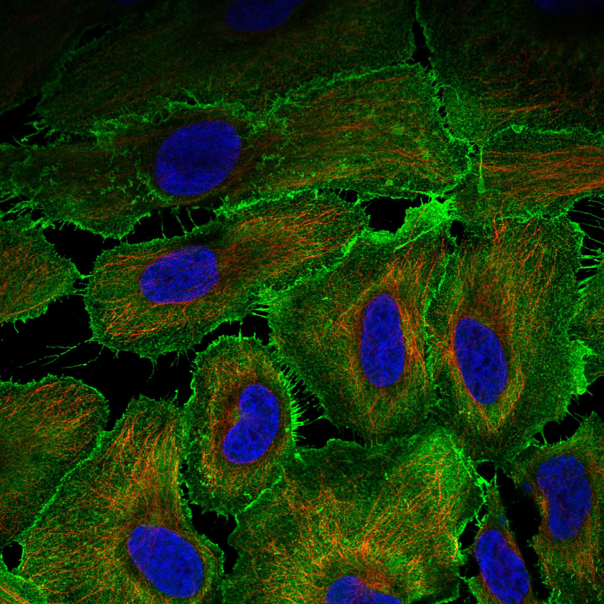 AJM1 fluorescence