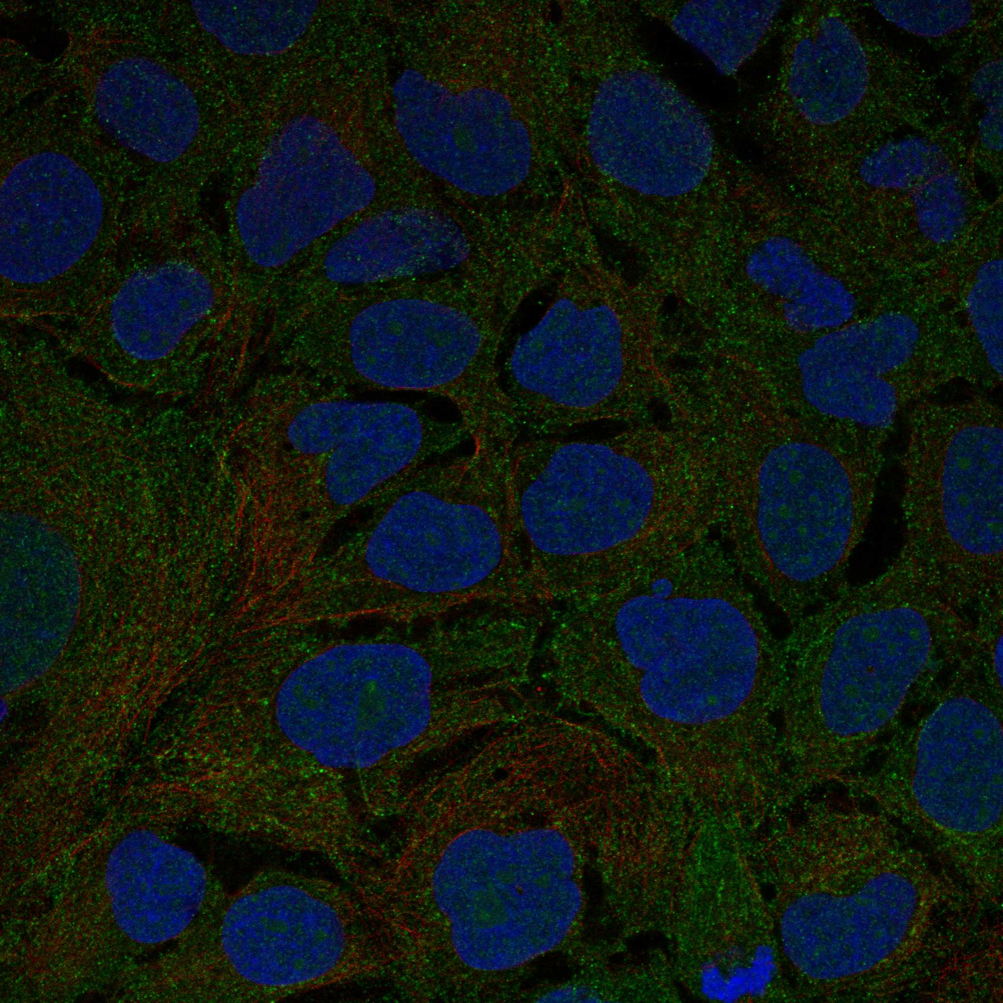 AKAP5 fluorescence