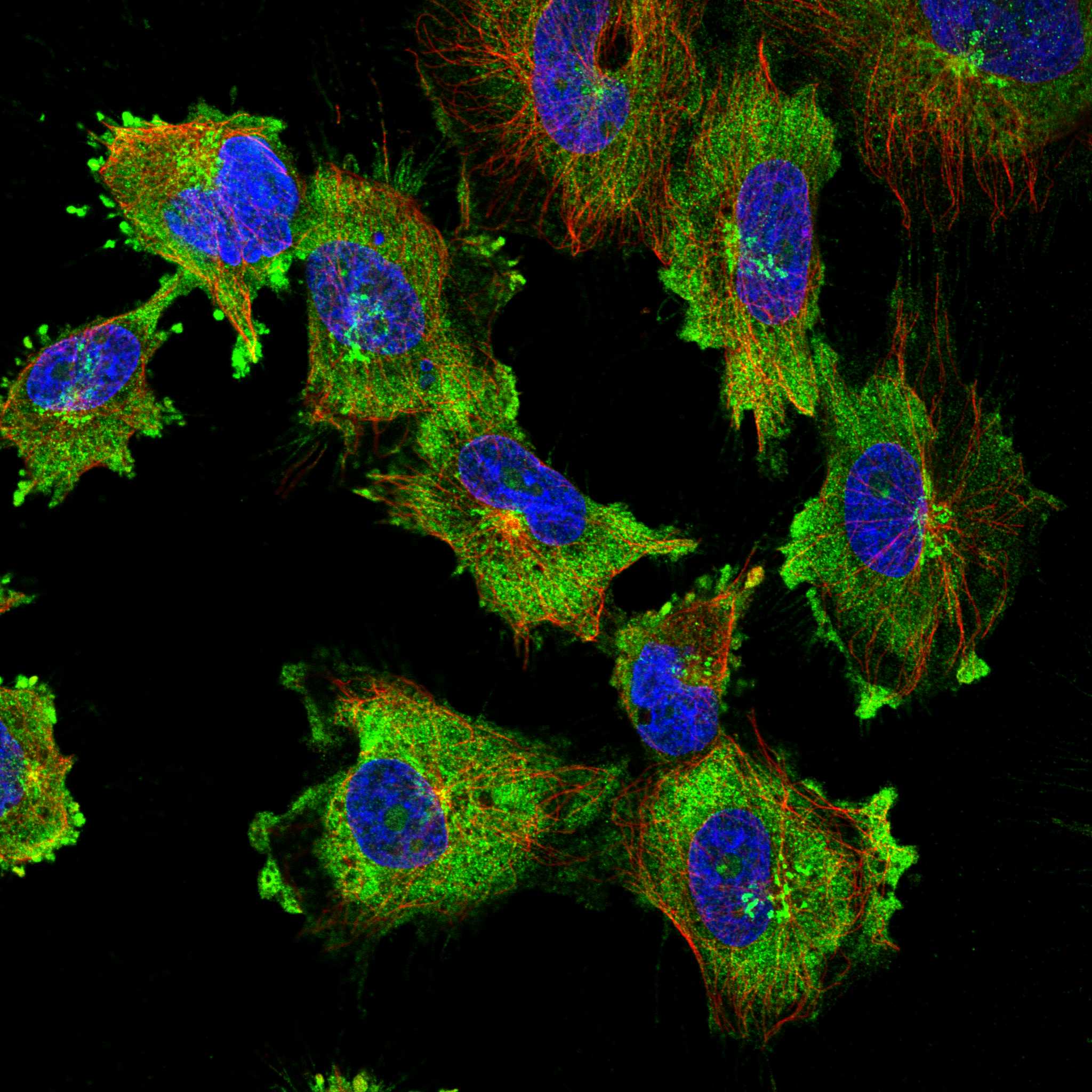 AKTIP fluorescence