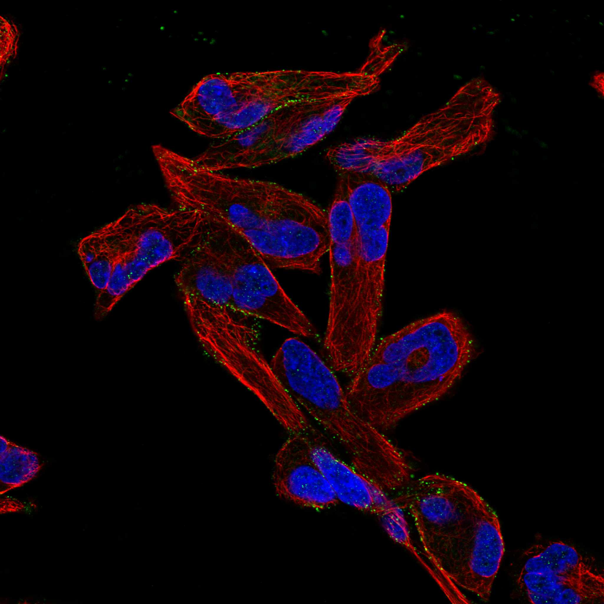 ALK fluorescence