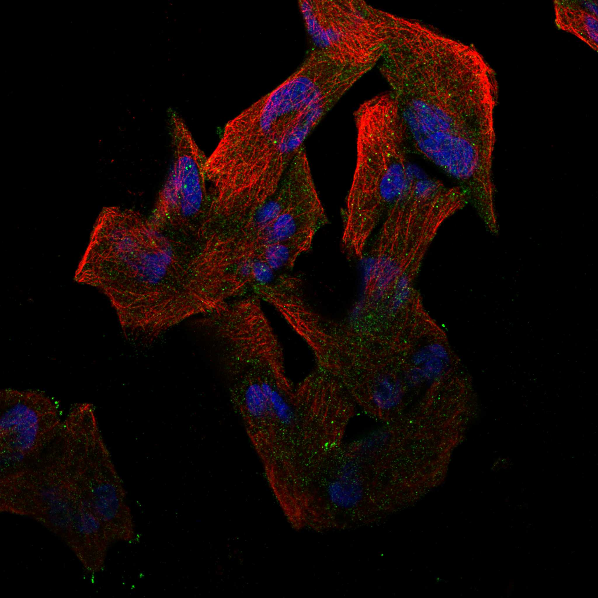 AMER1 fluorescence