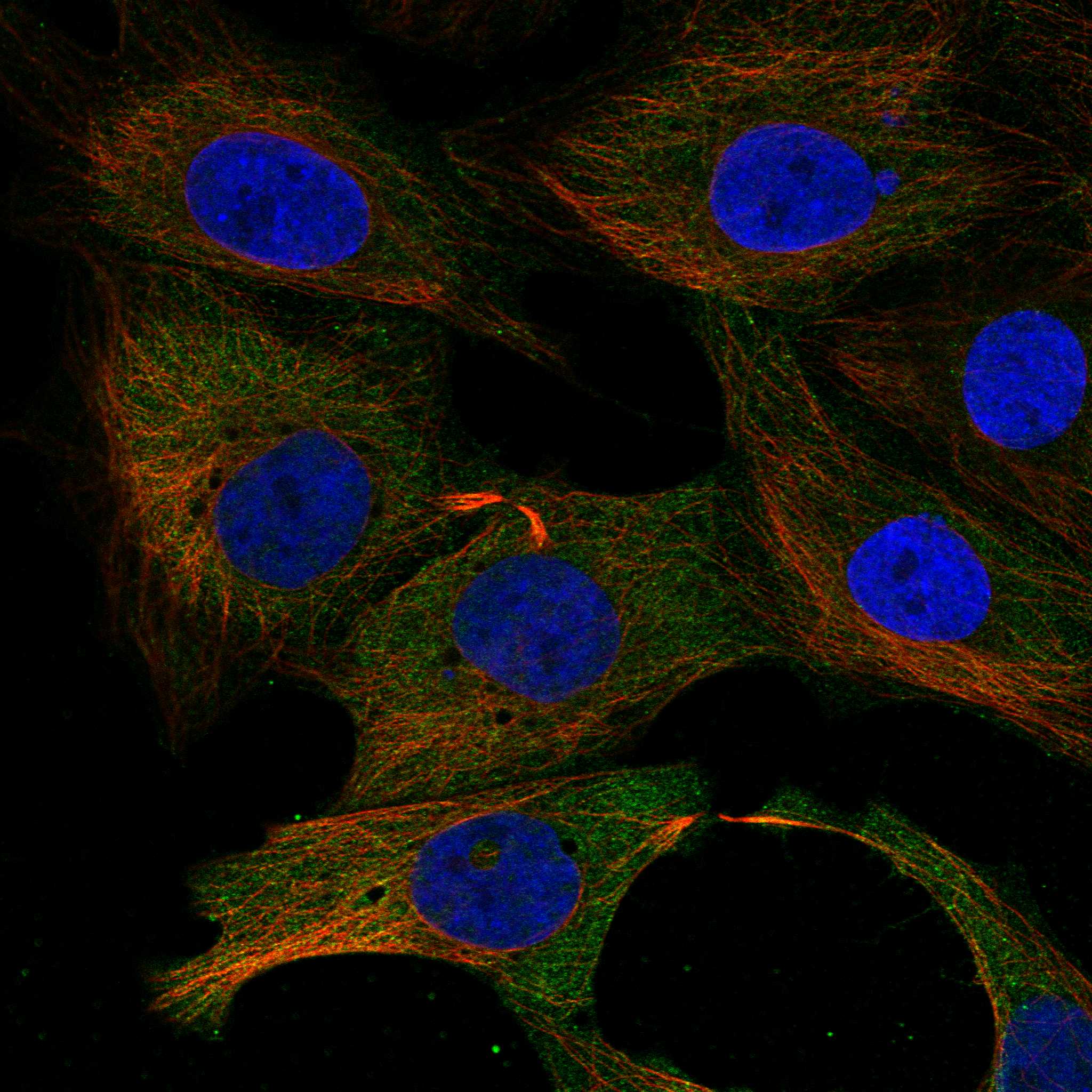 AMER2 fluorescence