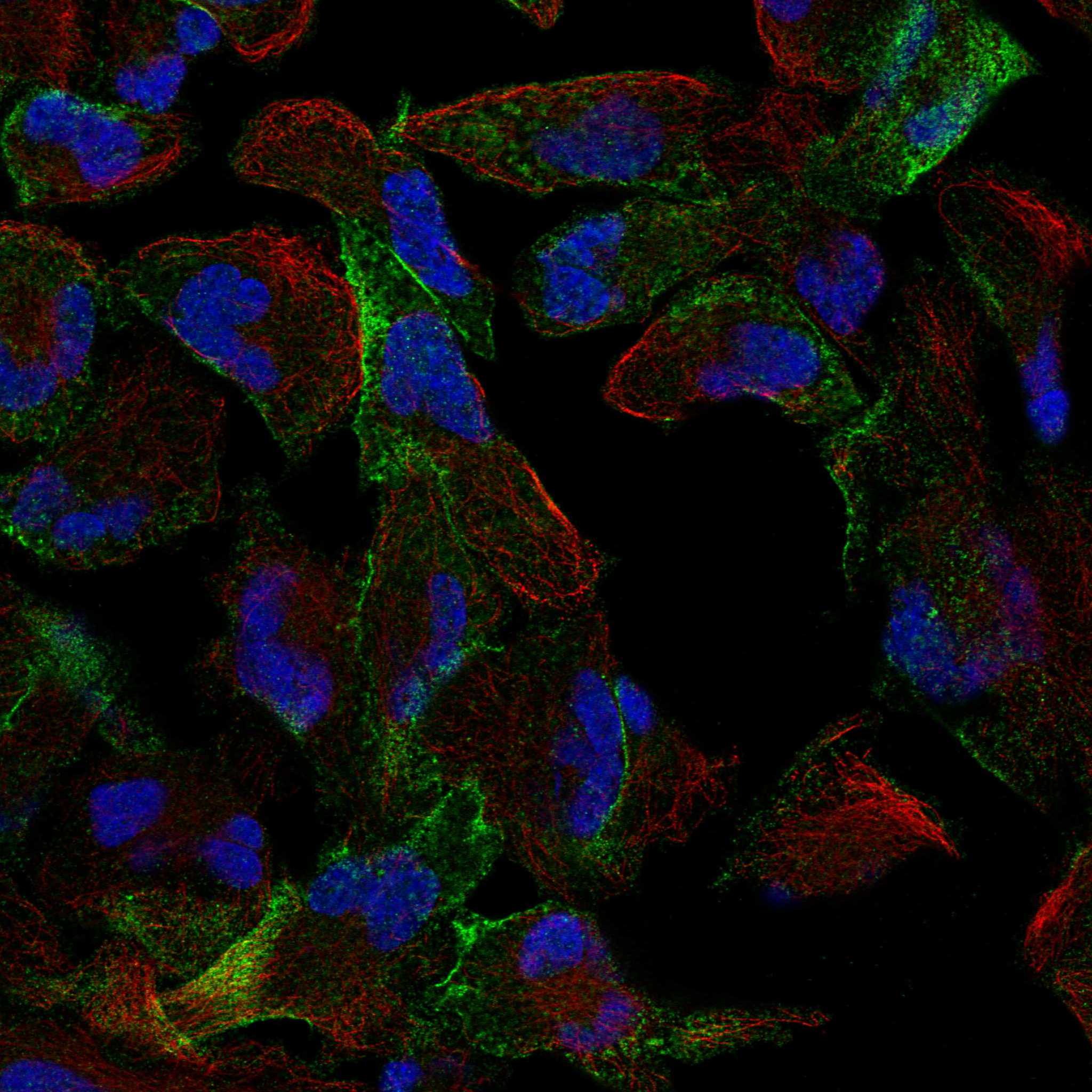 ANK2 fluorescence