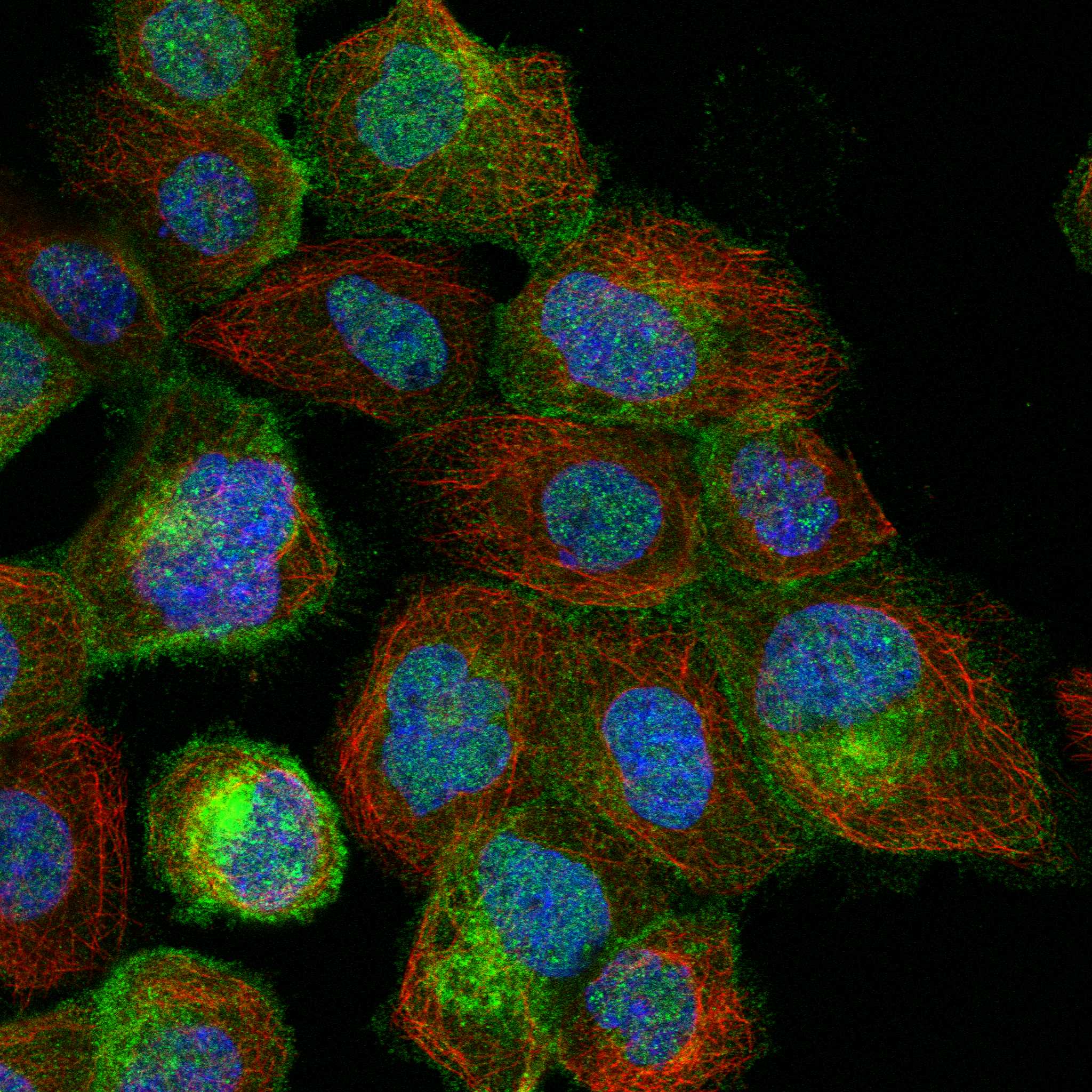 ANO1 fluorescence