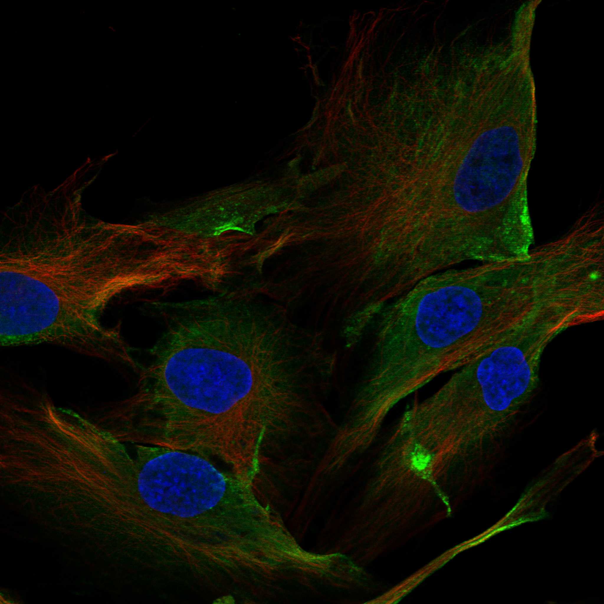 ANO10 fluorescence