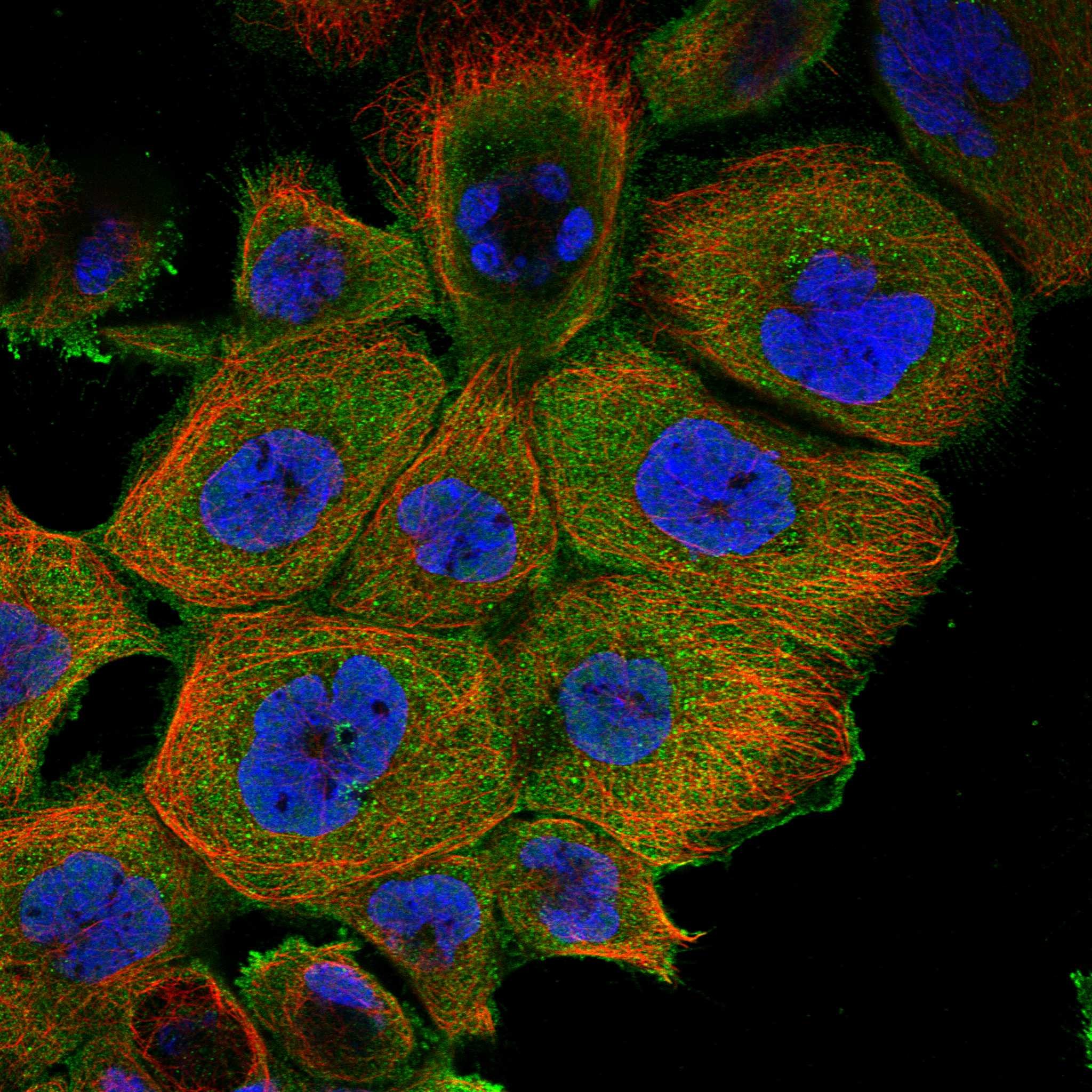 ANO2 fluorescence