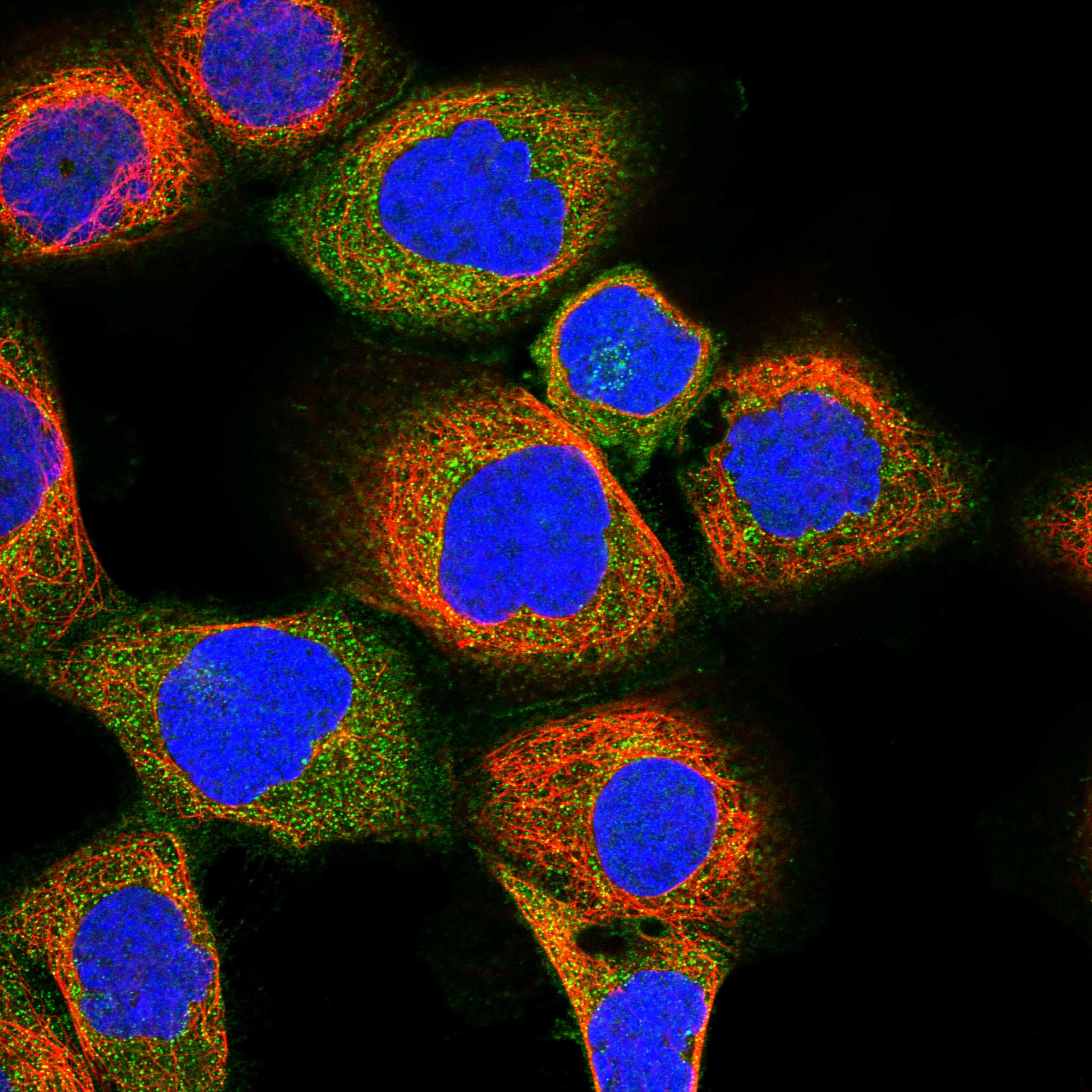 ANO6 fluorescence