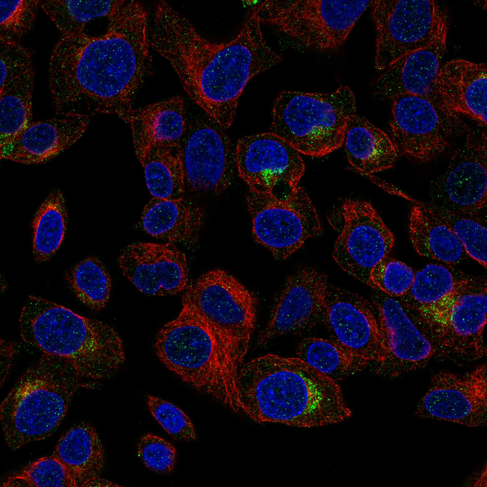 ANO9 fluorescence