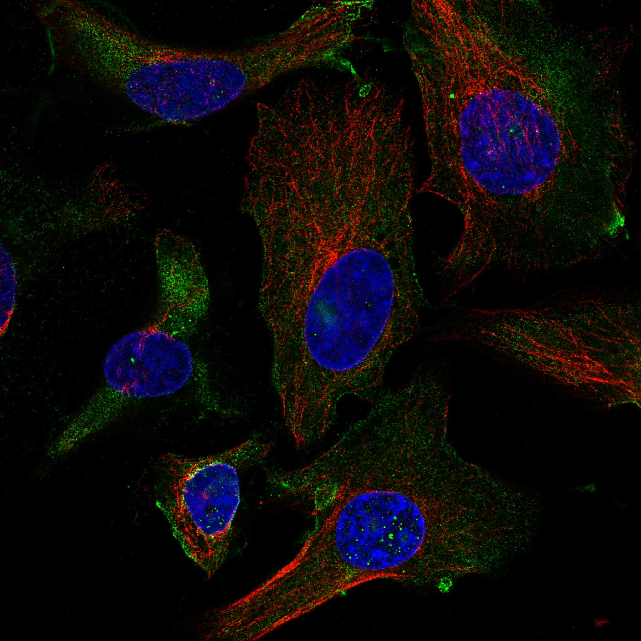 ANXA2 fluorescence
