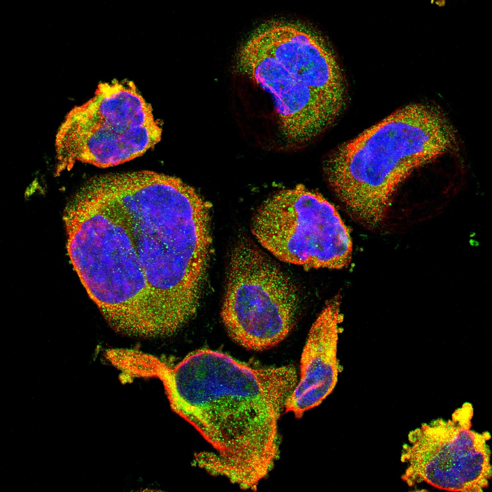 ANXA3 fluorescence