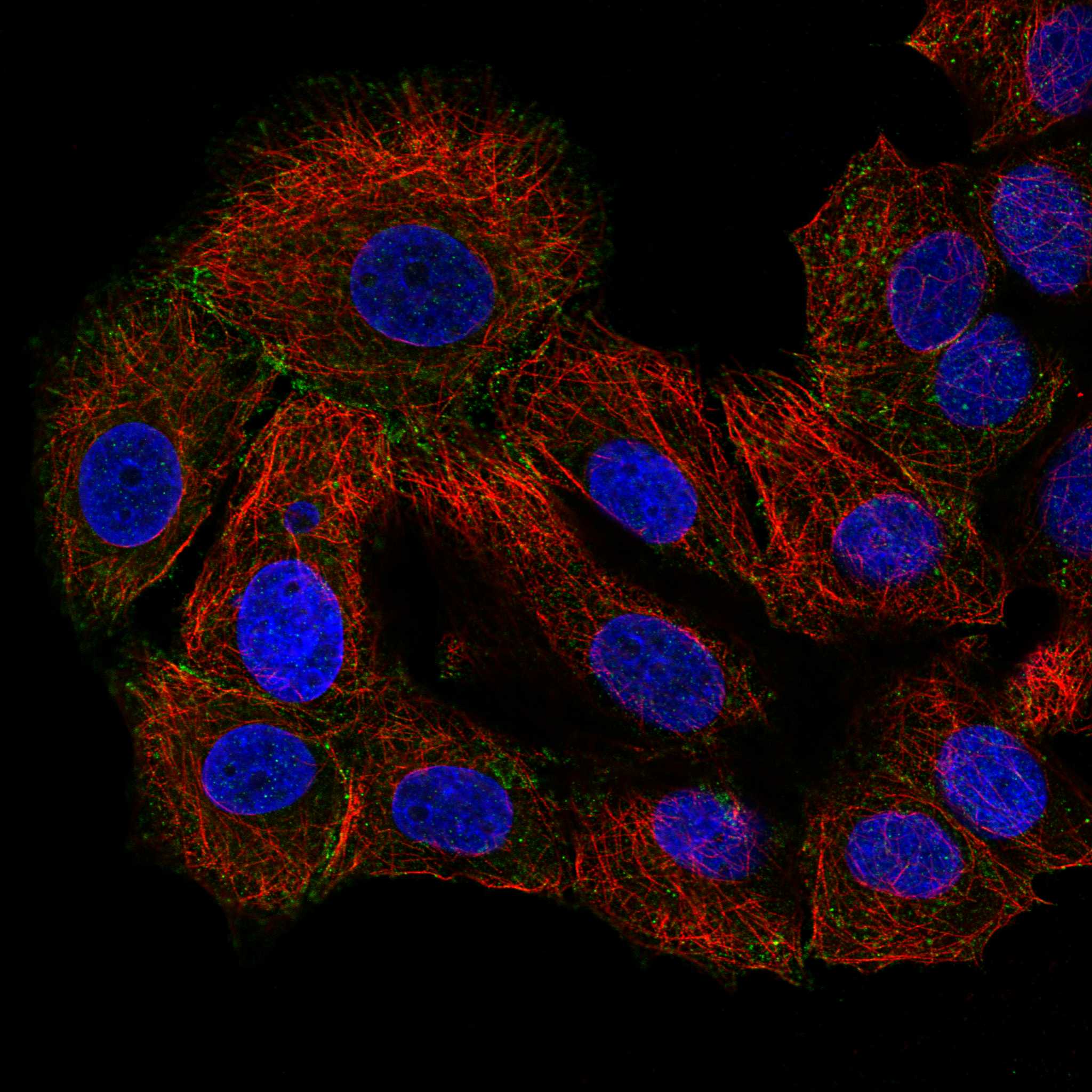 AP2M1 fluorescence