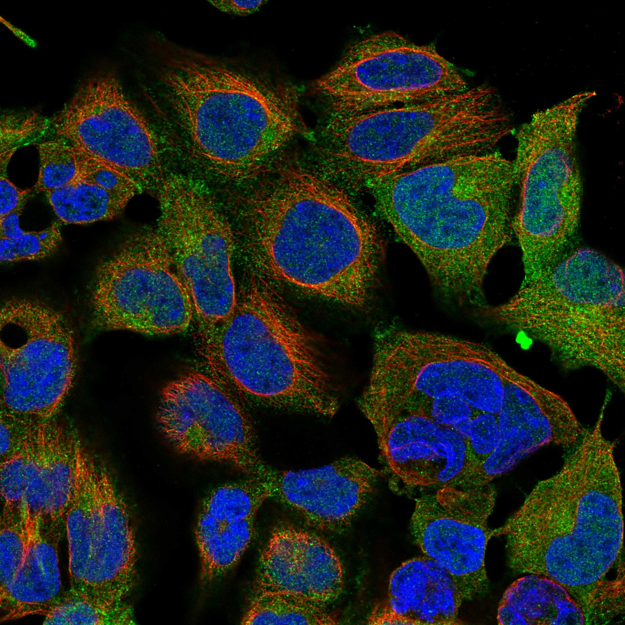 APBB1 fluorescence