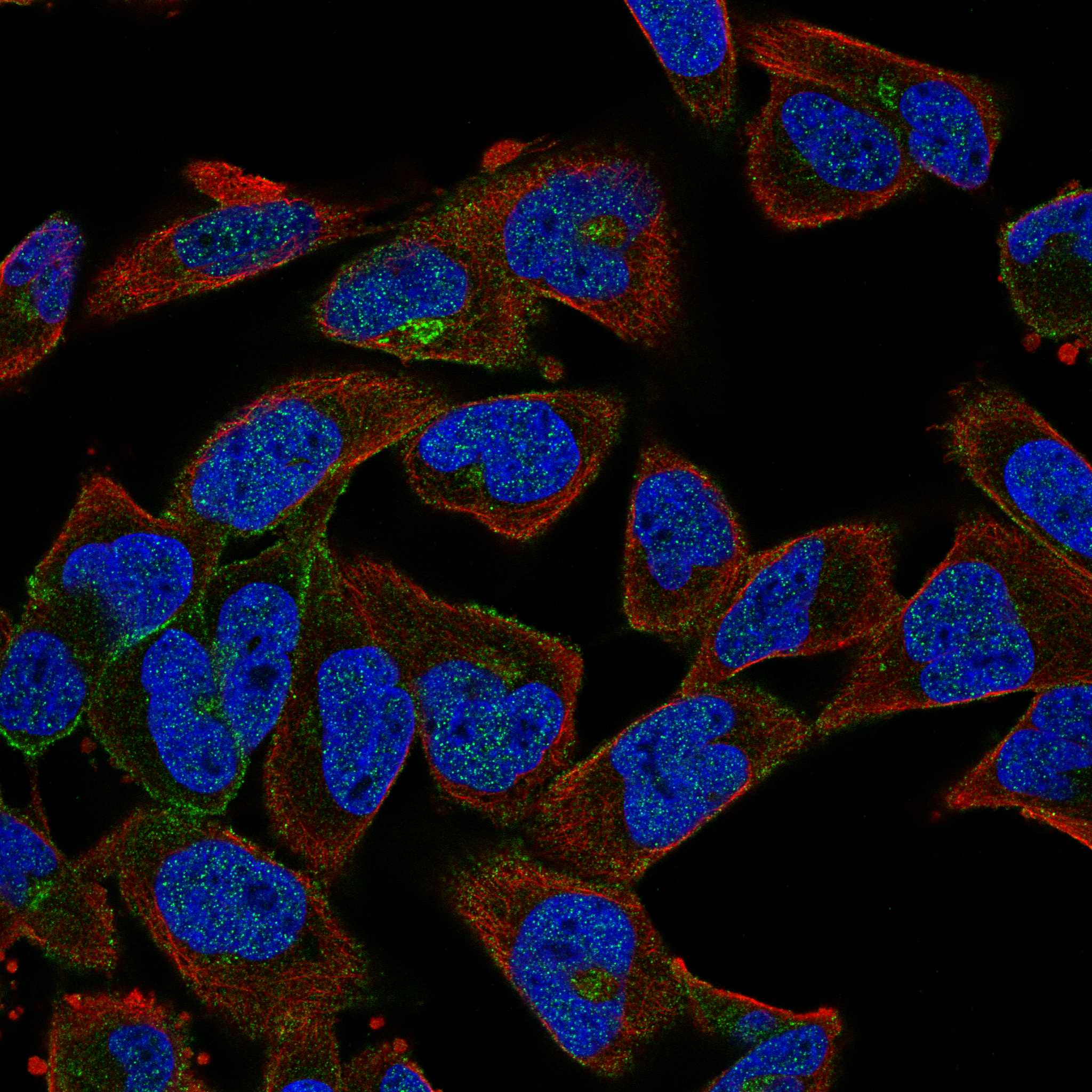 APC fluorescence