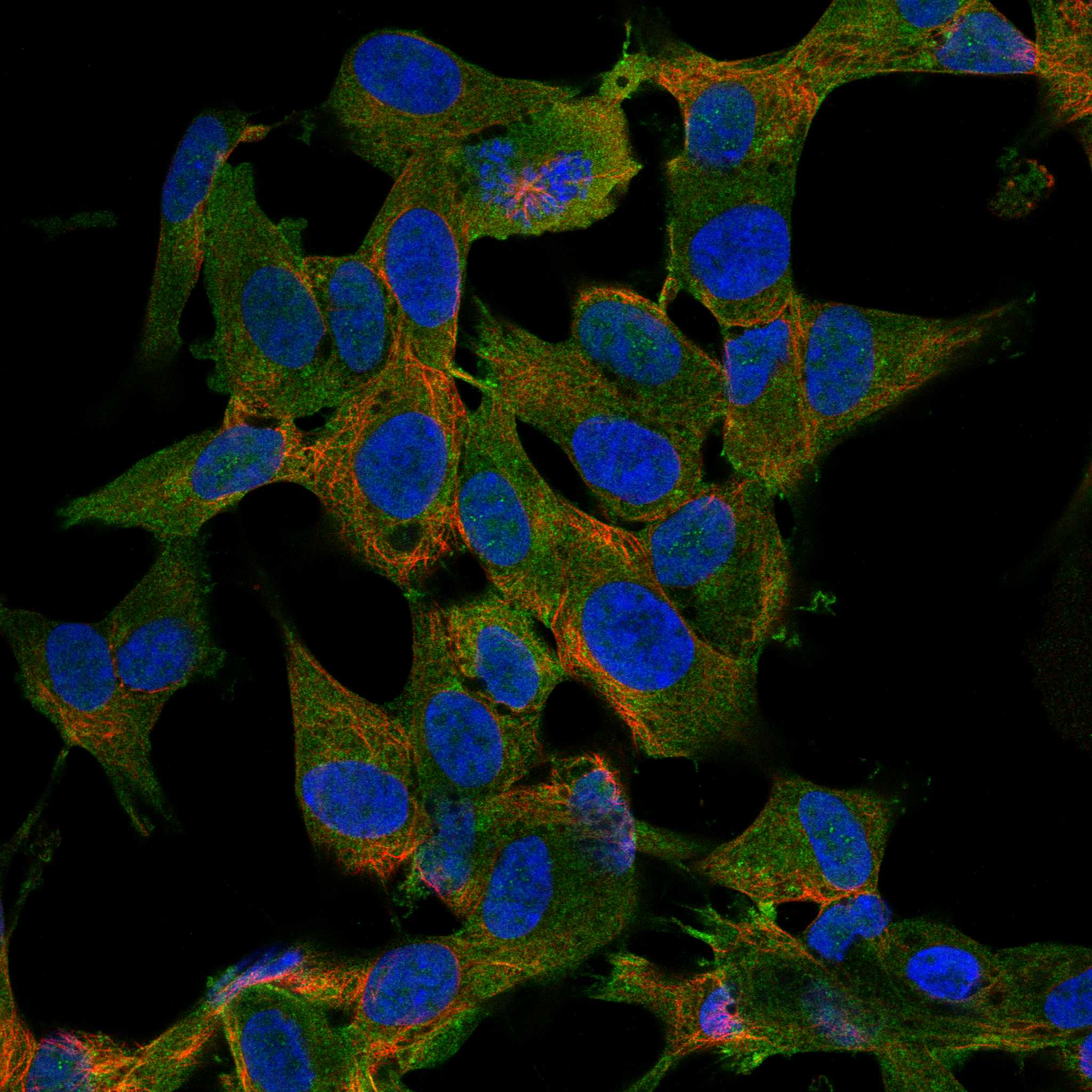 APLP1 fluorescence