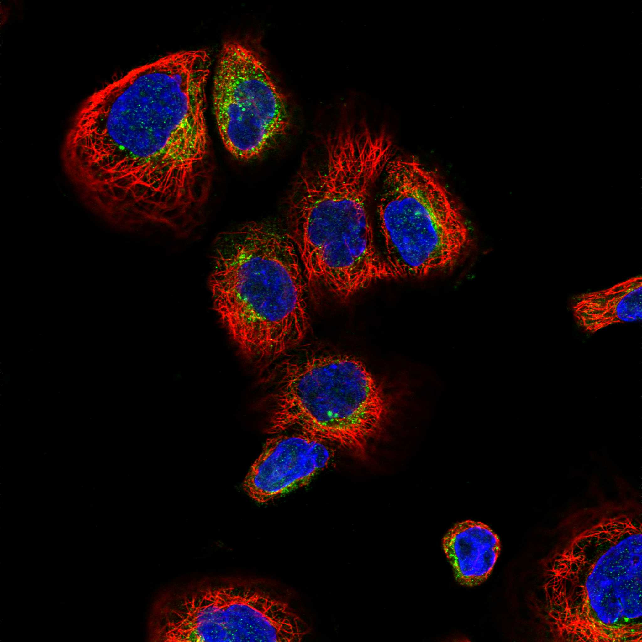 APLP2 fluorescence