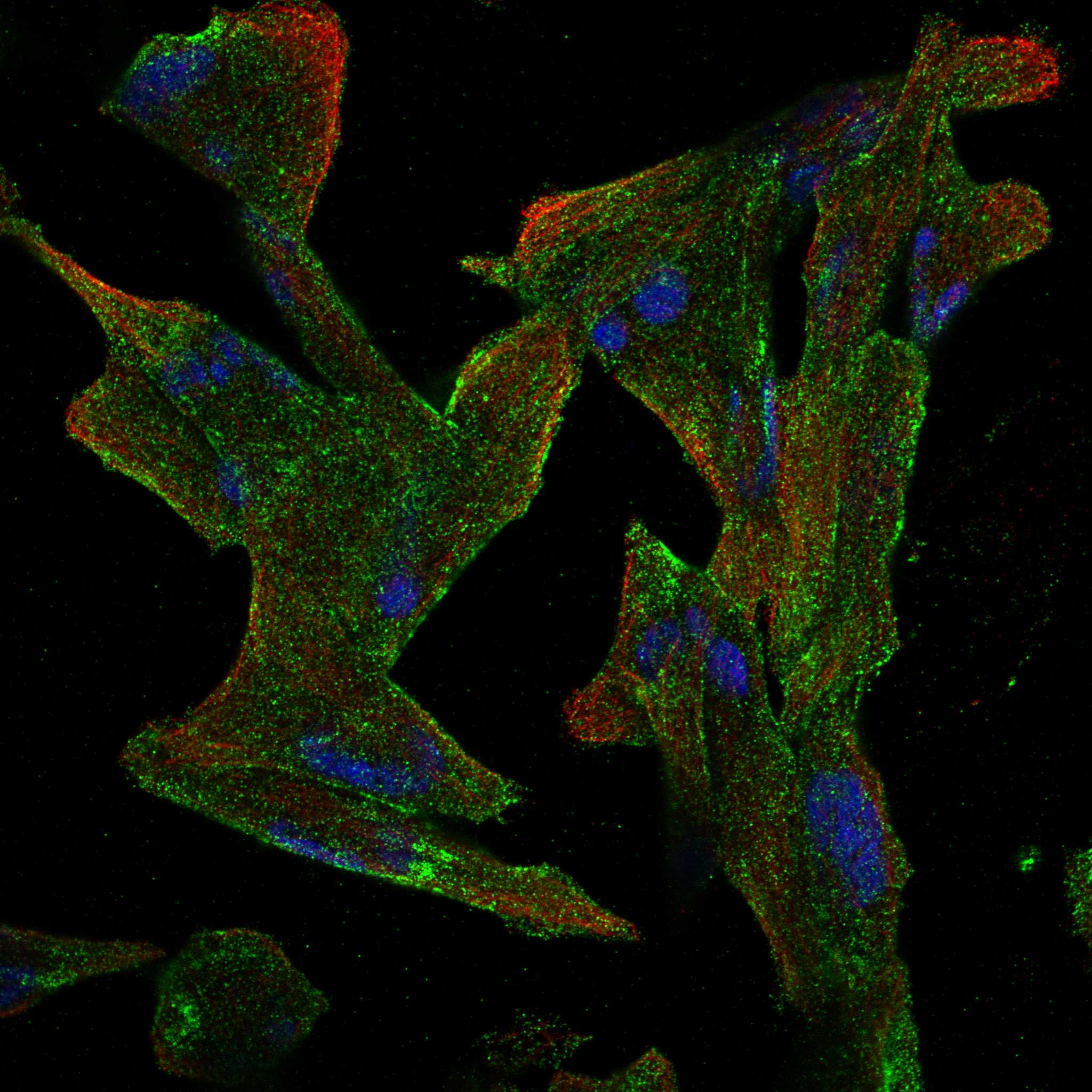 APMAP fluorescence