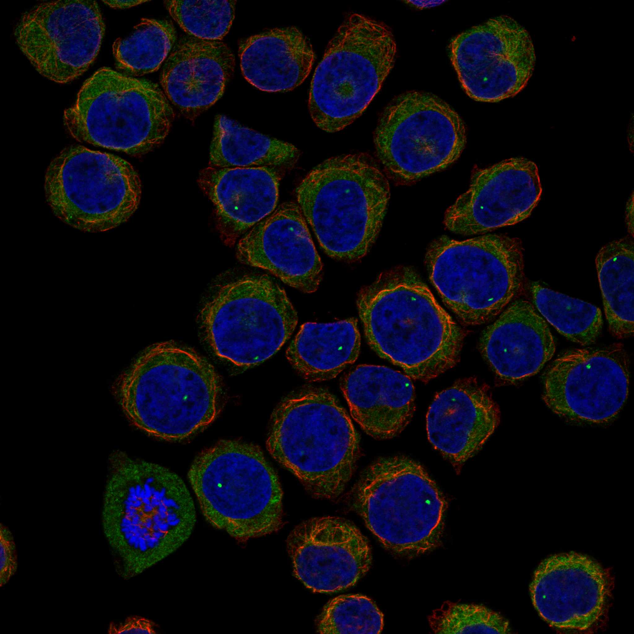 APOBR fluorescence