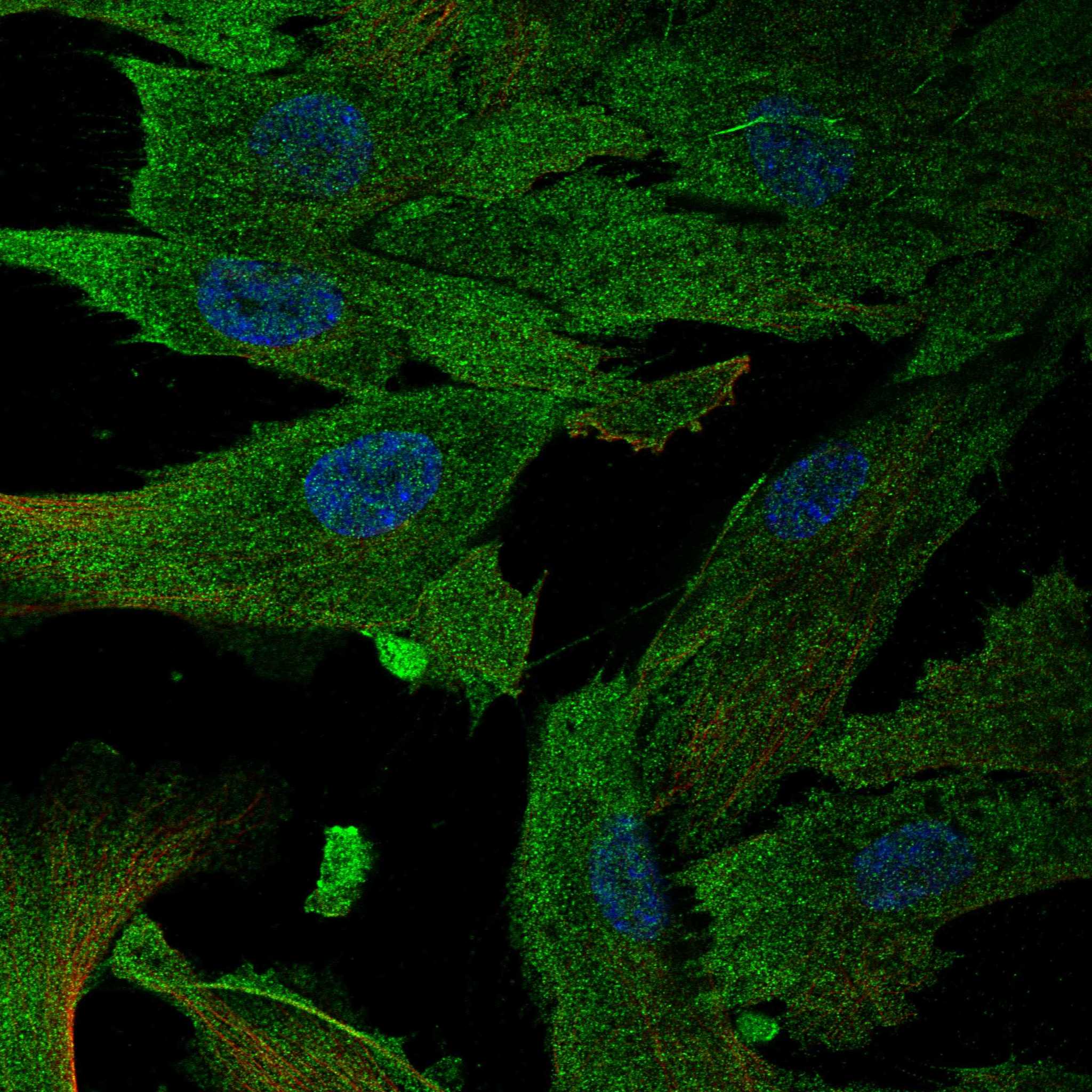 APOD fluorescence