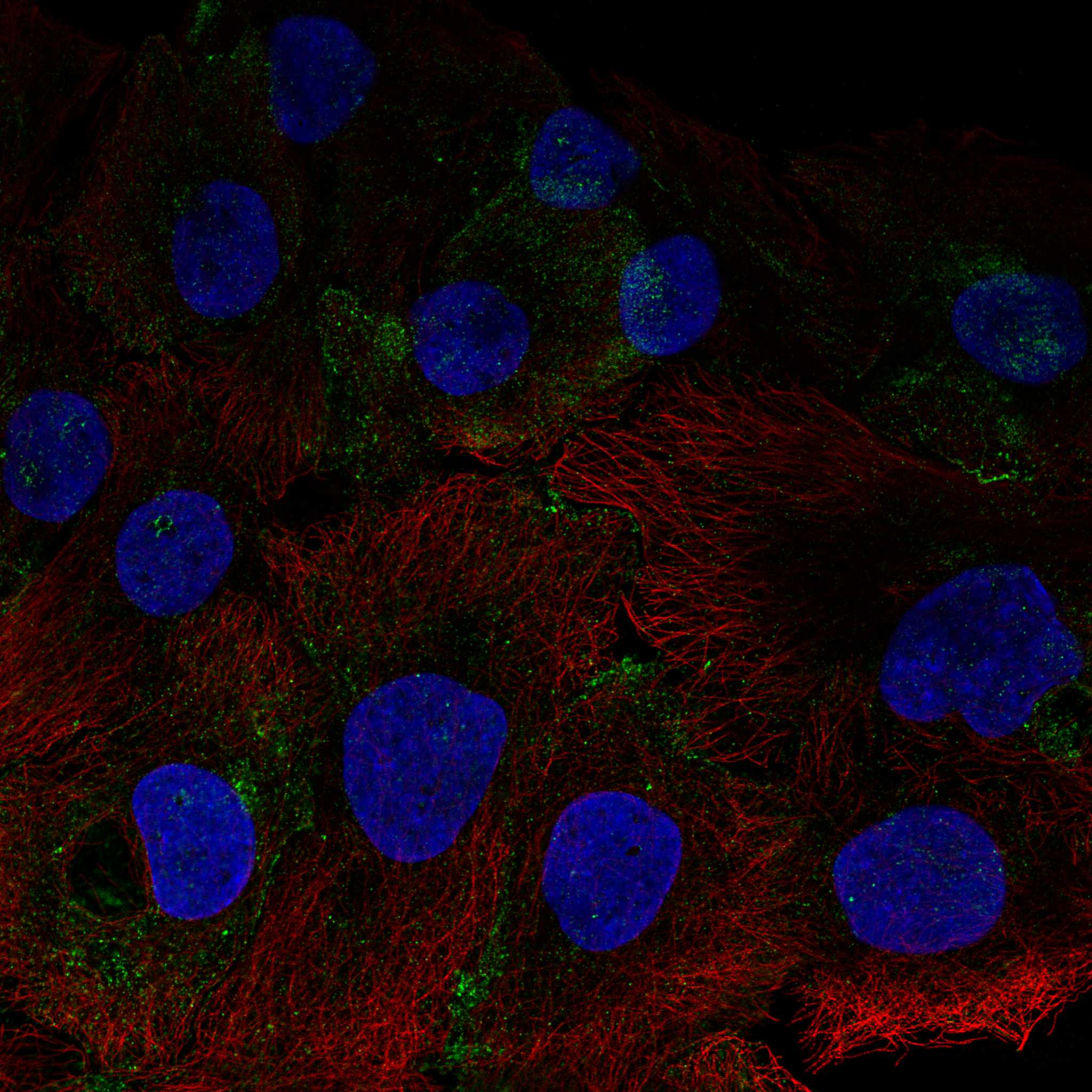 AQP10 fluorescence