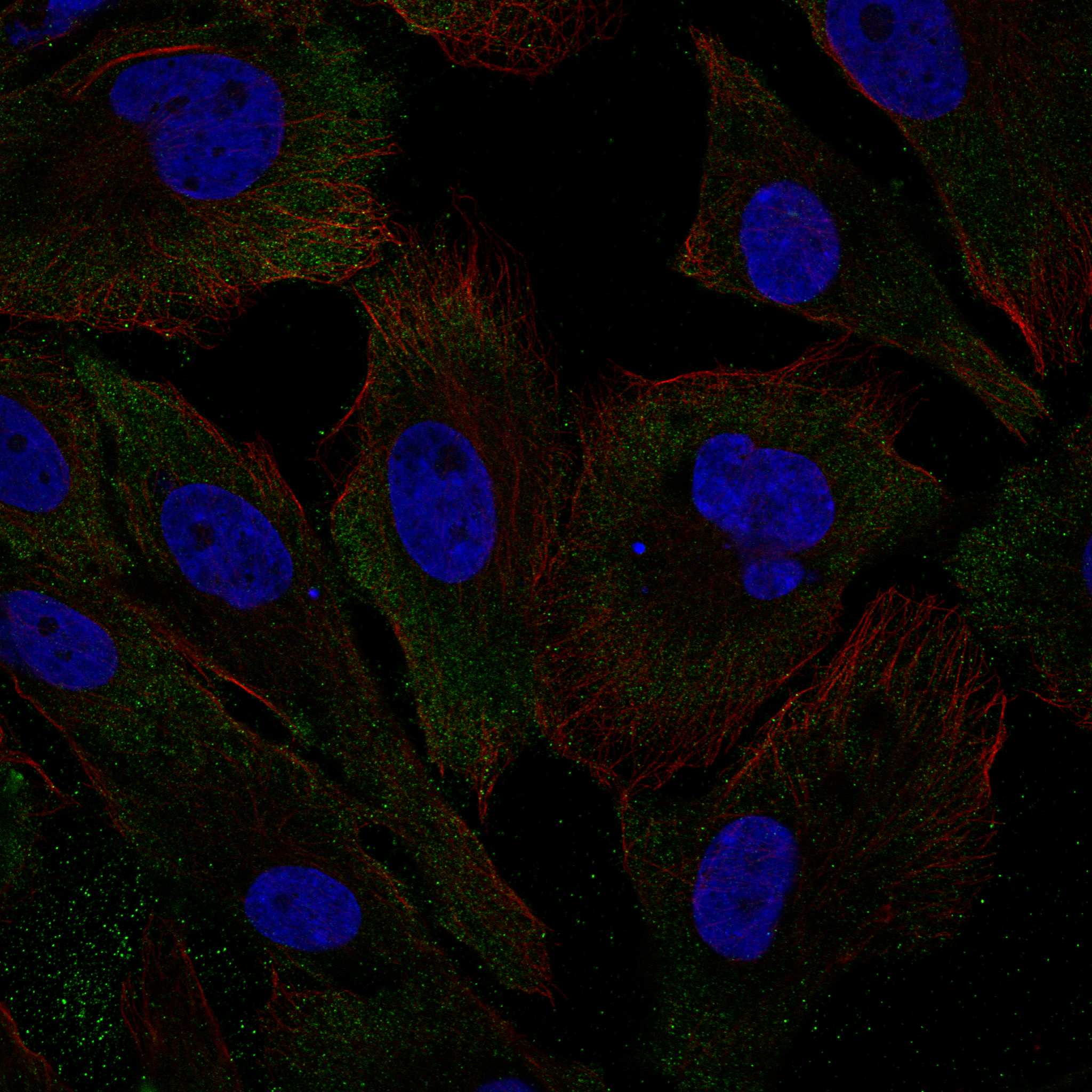 AQP11 fluorescence