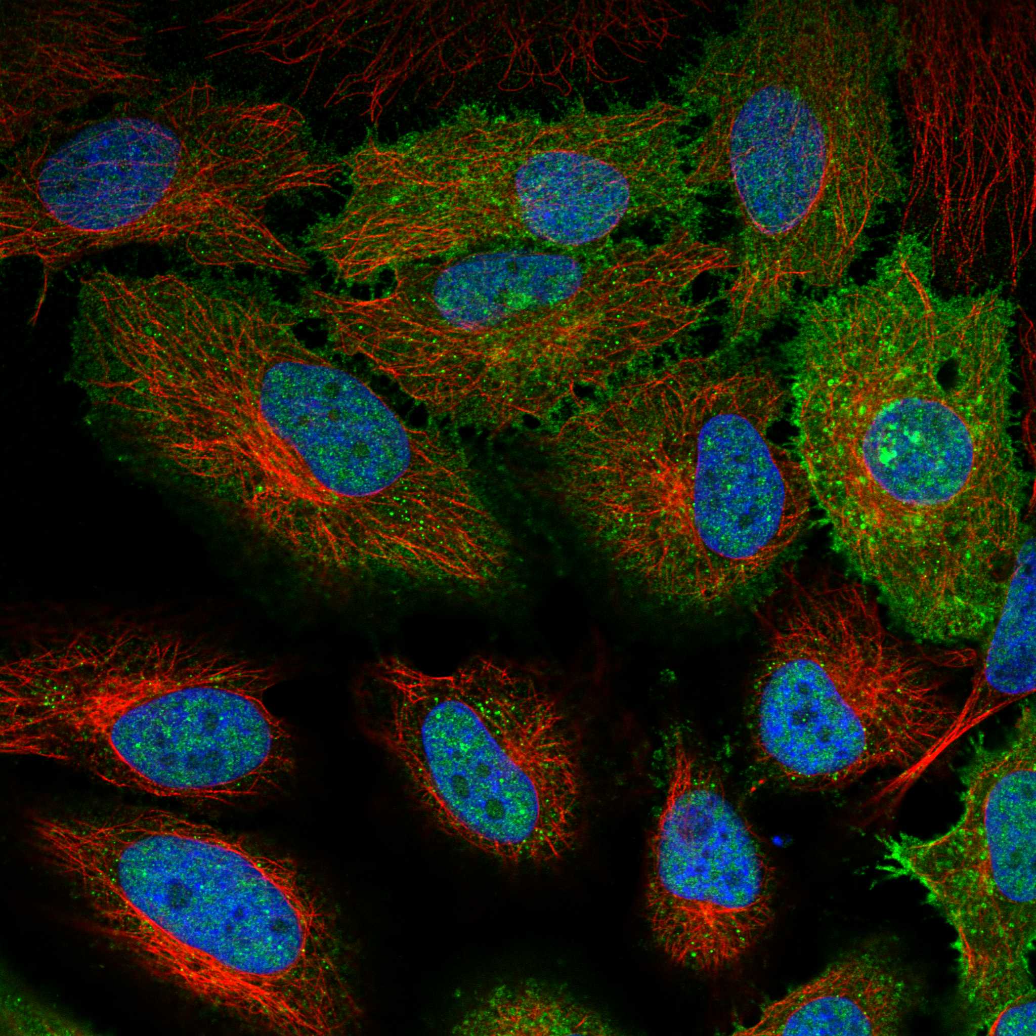 AQP3 fluorescence