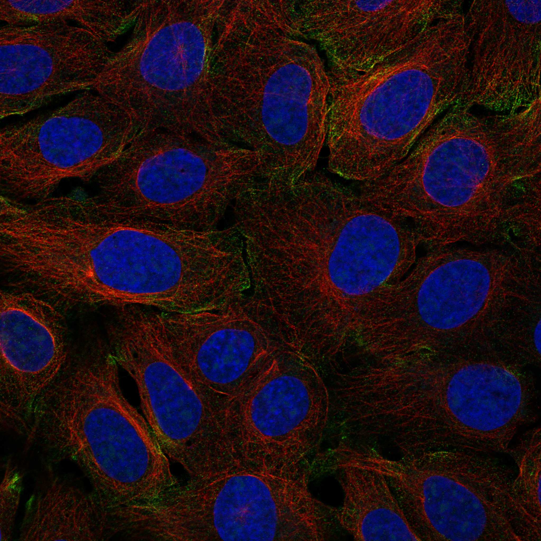 ARAF fluorescence