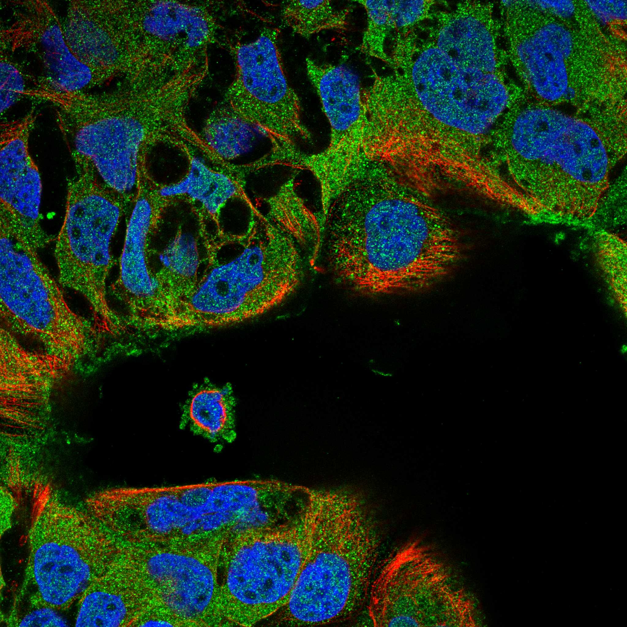 ARAP1 fluorescence