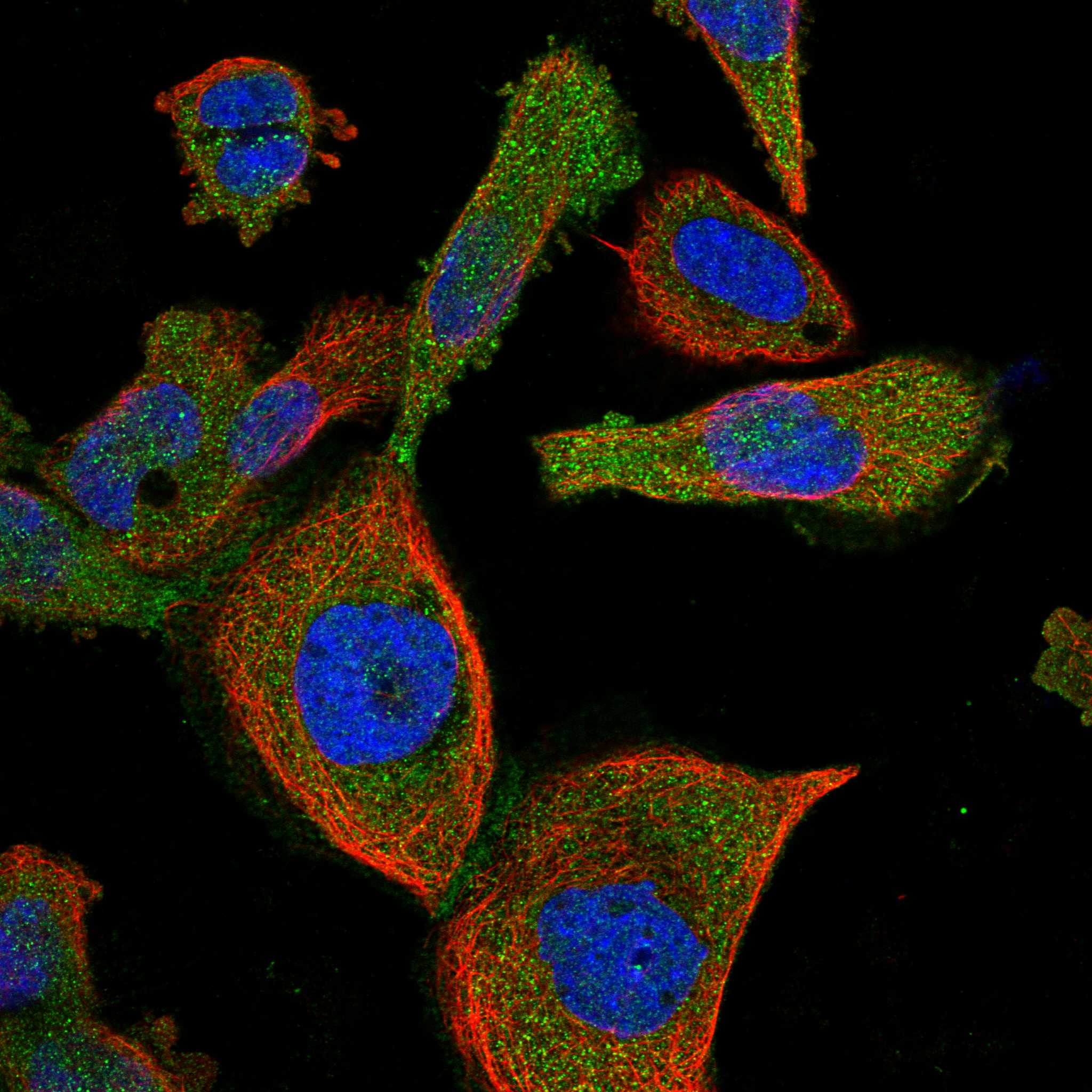 ARL4C fluorescence