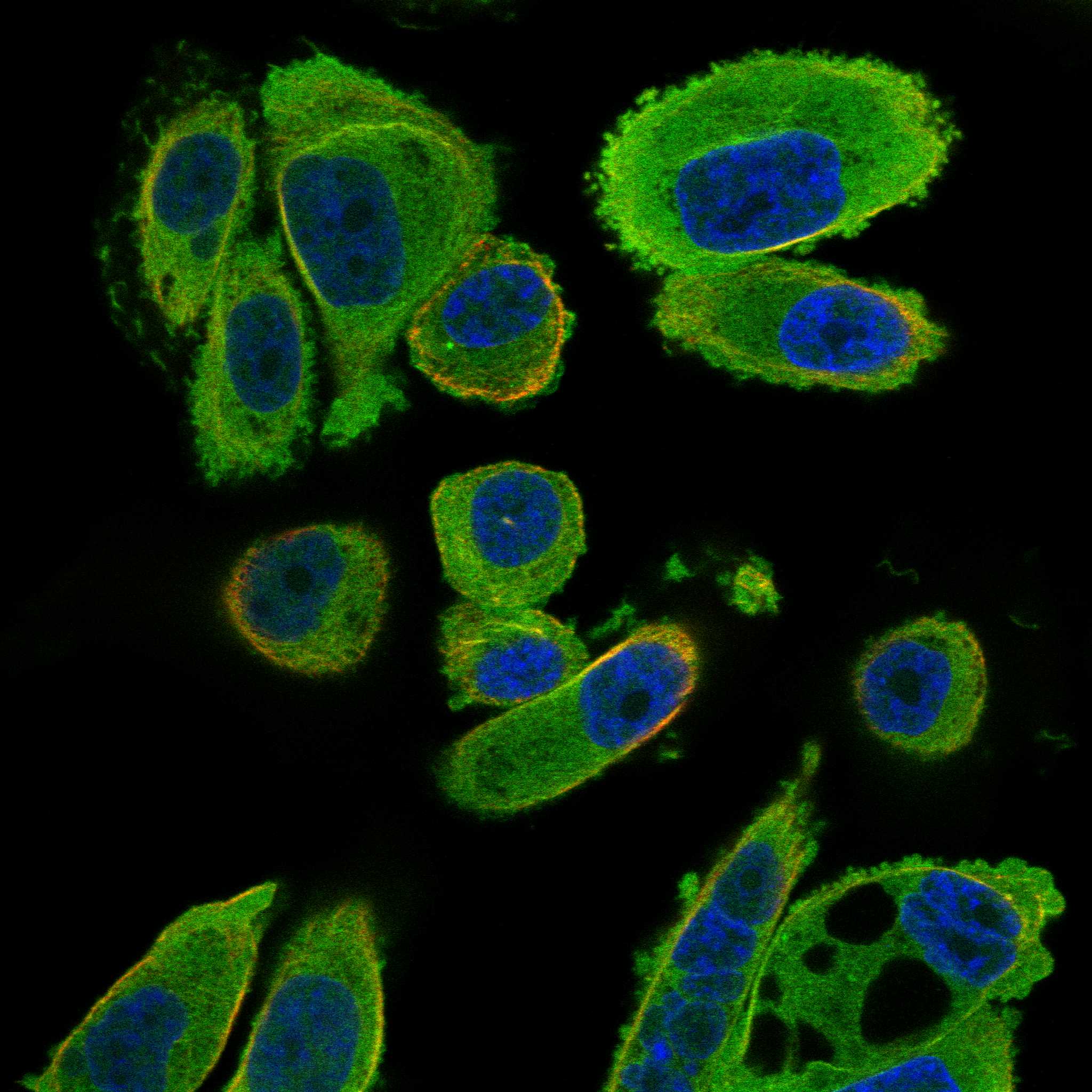 ARL9 fluorescence